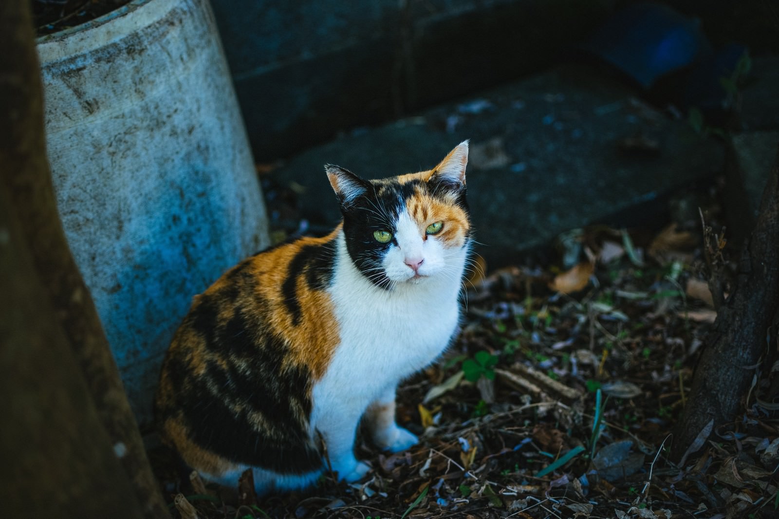 「お座りしてこちらを見つめる猫」