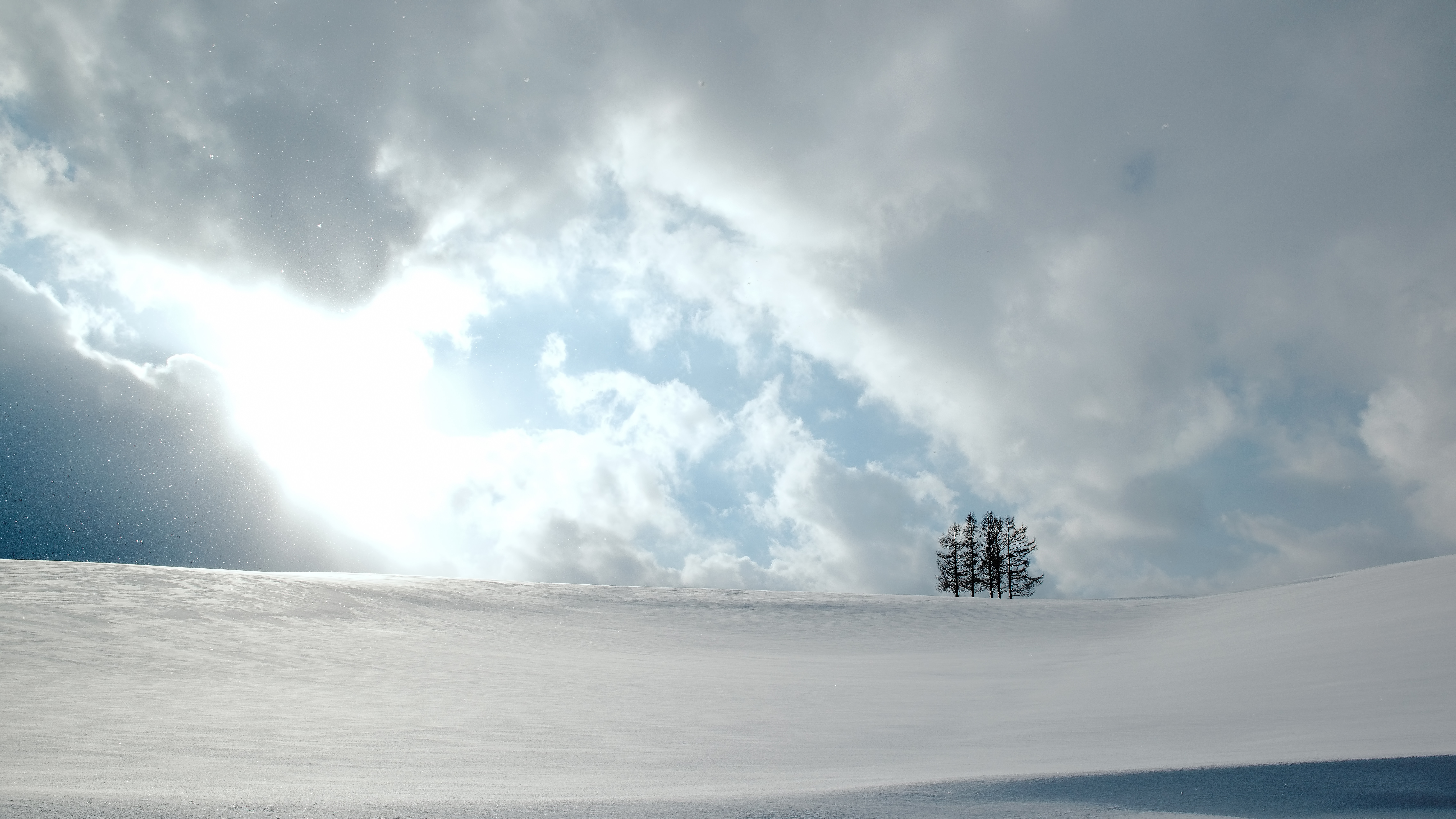 雪原の中の５本の木の写真素材 ぱくたそ