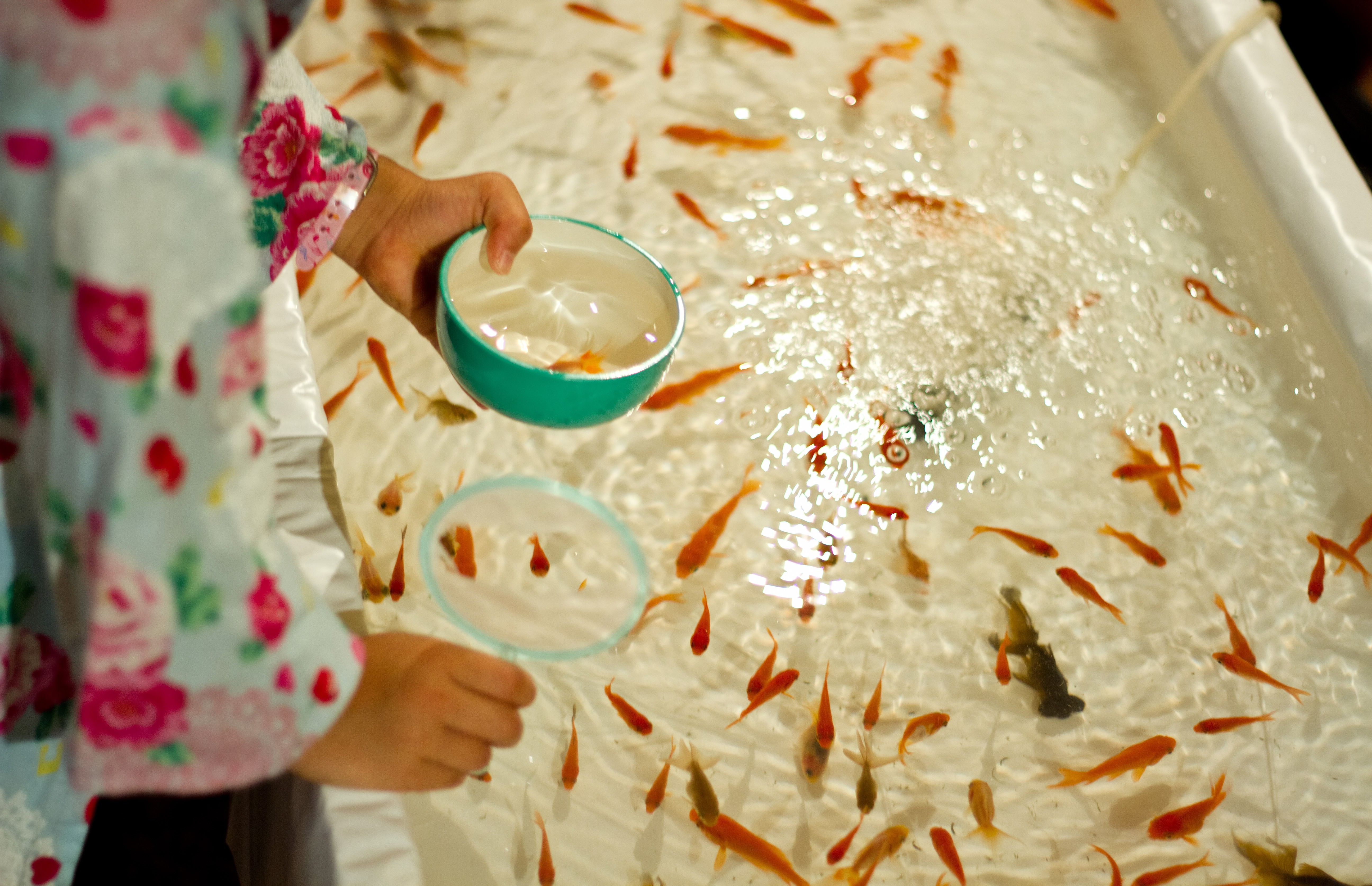 金魚すくいをする子供の写真素材 ぱくたそ