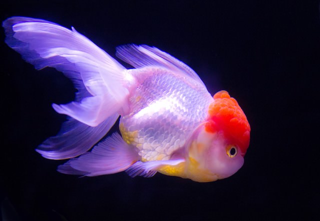 丹頂 金魚 の写真を無料ダウンロード フリー素材 ぱくたそ