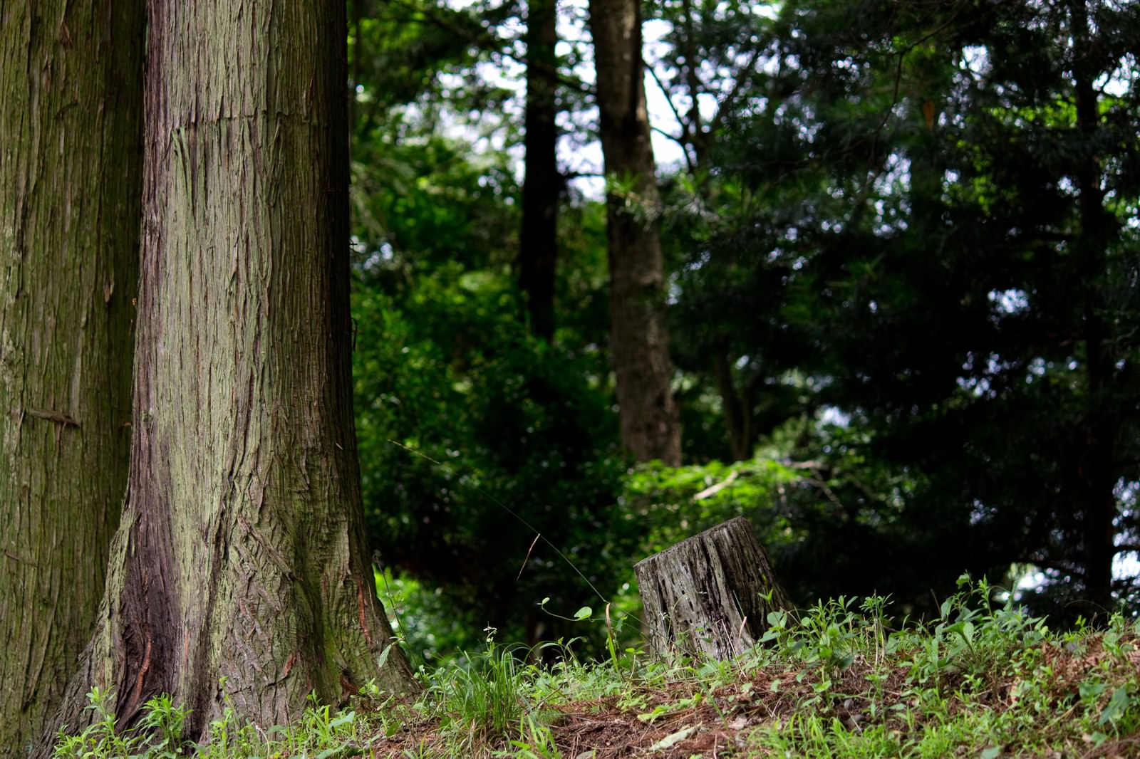 「杉の木と森」の写真