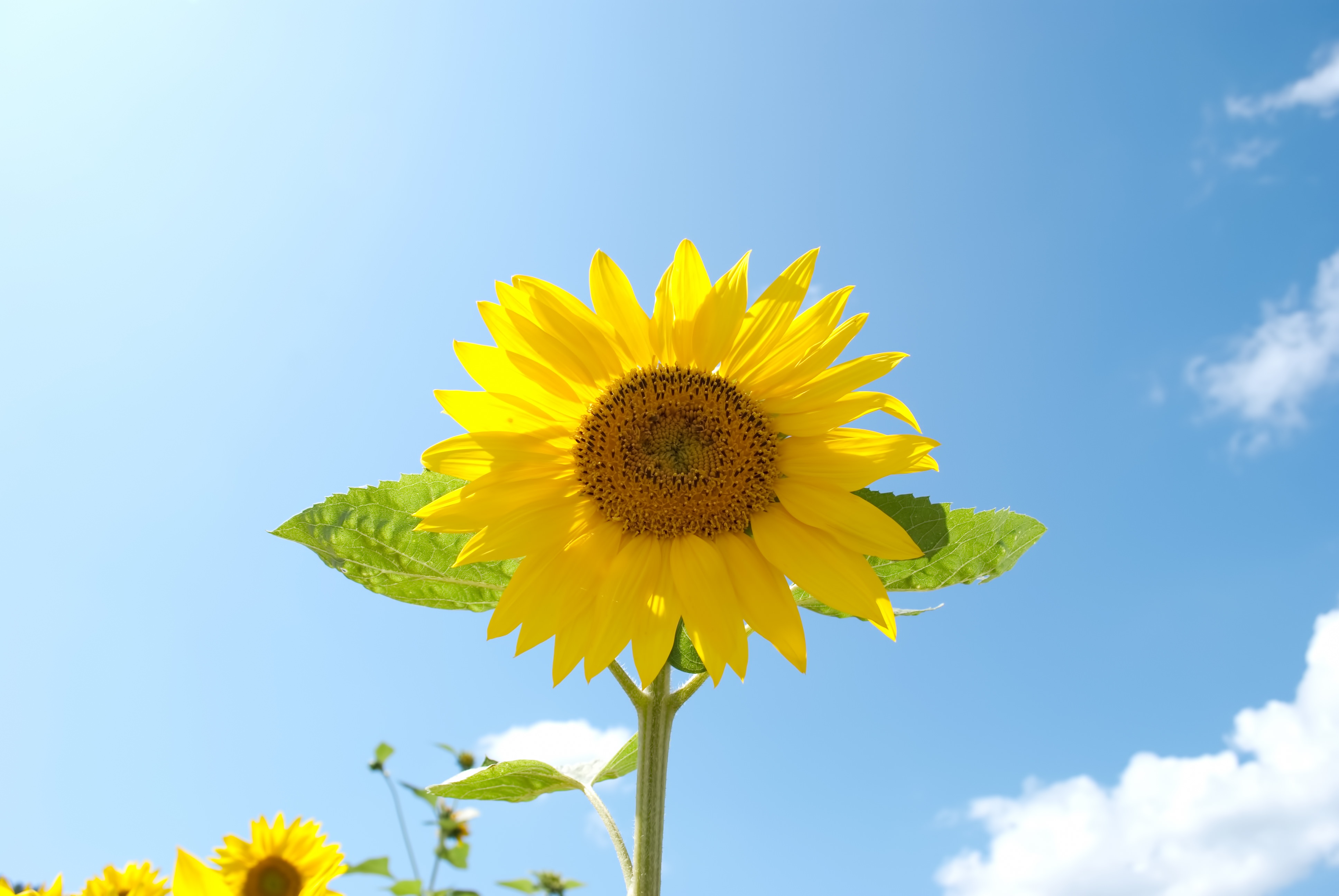 青空と向日葵の無料の写真素材 フリー素材 をダウンロード ぱくたそ