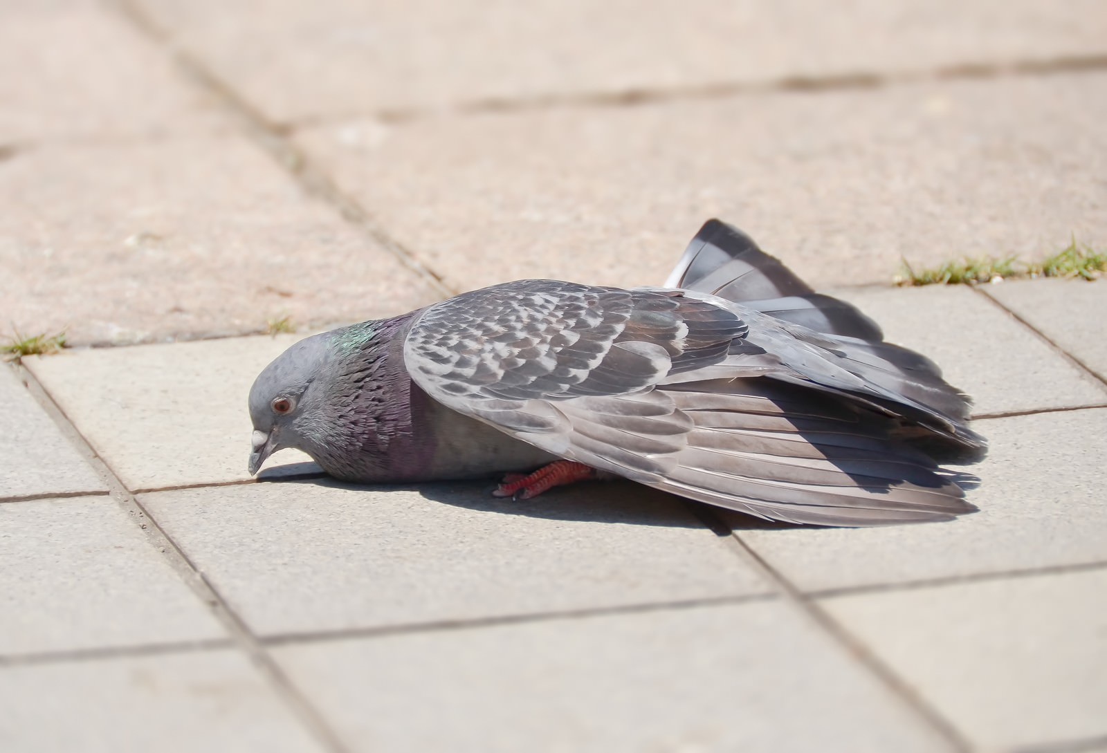 疲れた鳩の写真を無料ダウンロード フリー素材 ぱくたそ