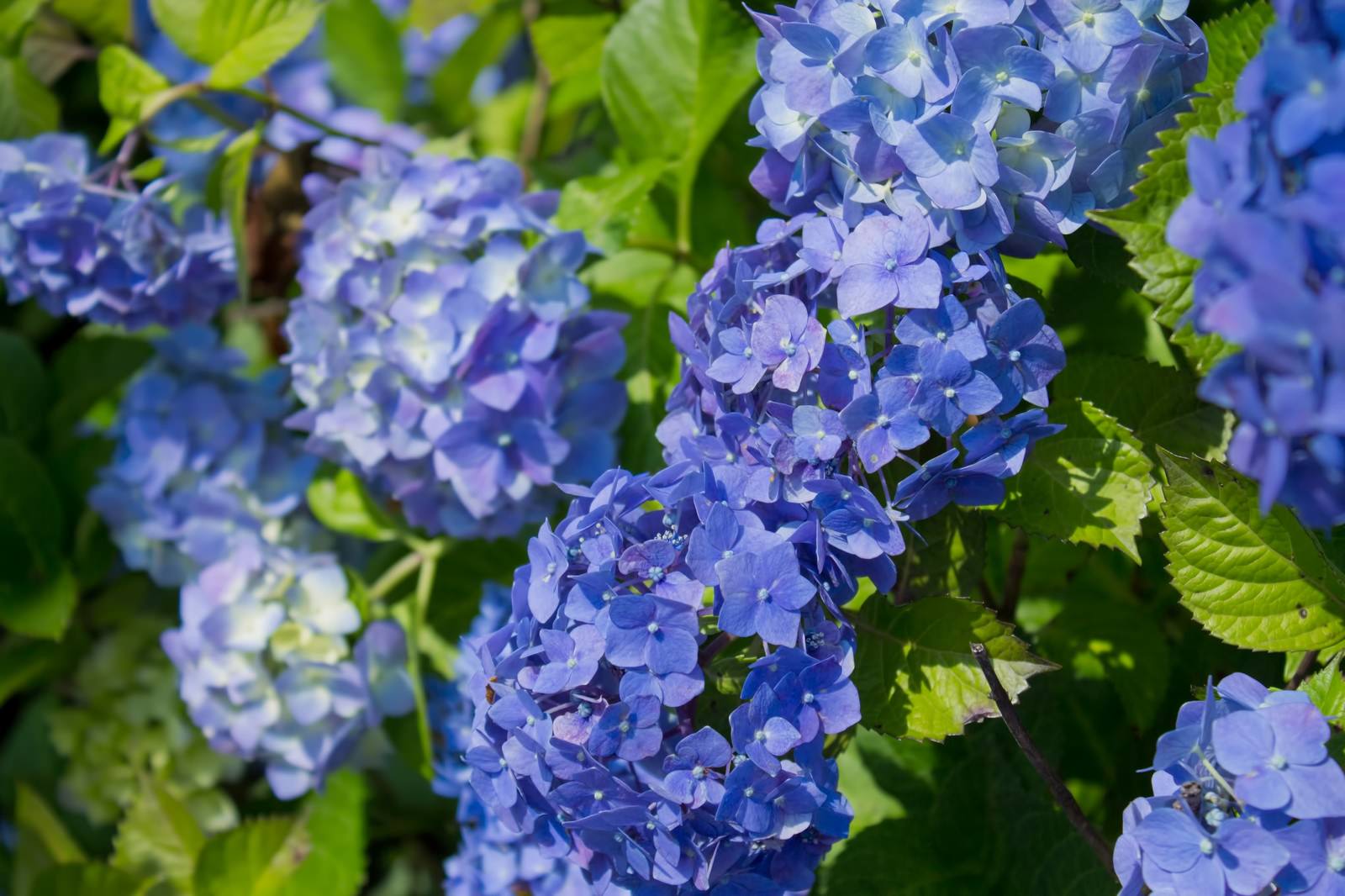 イラスト集 トップ100紫陽花 写真 フリー