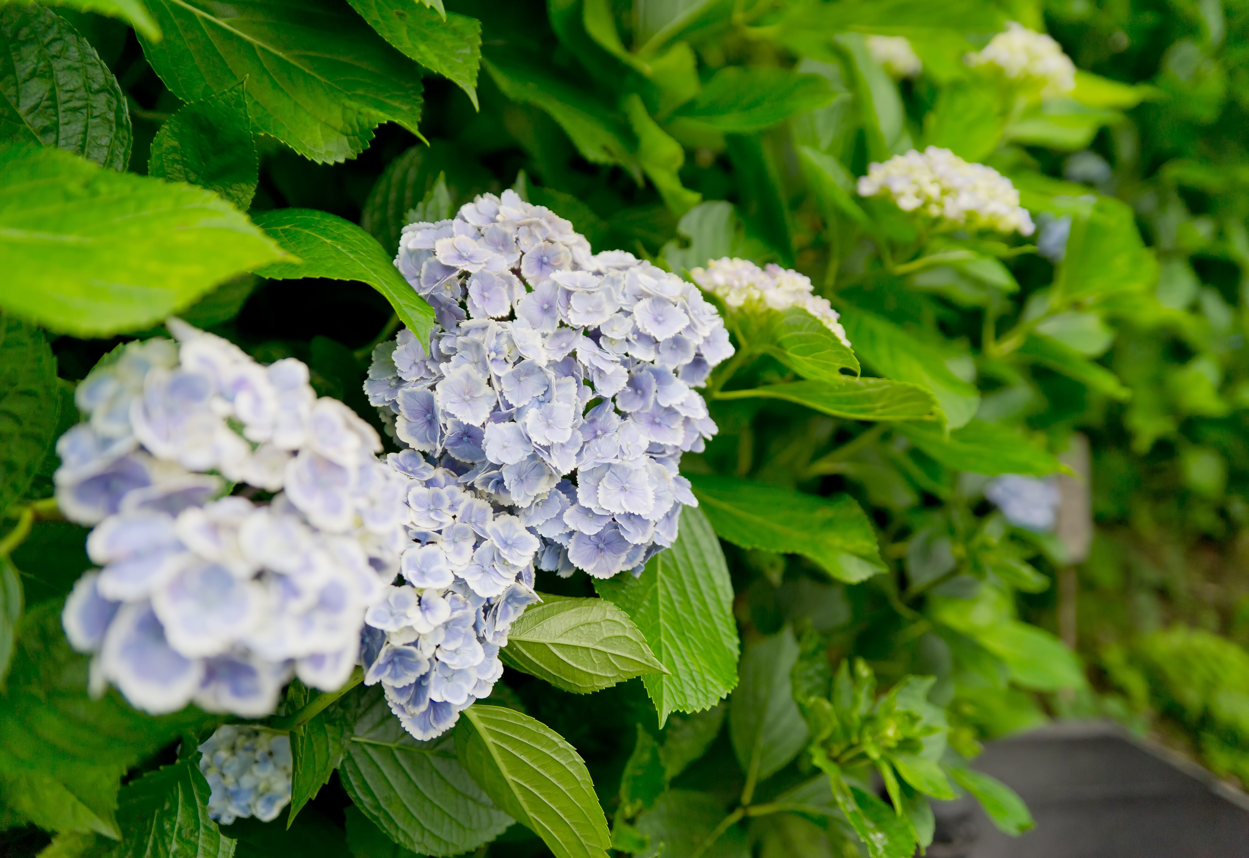 長谷寺の紫陽花の写真を無料ダウンロード フリー素材 ぱくたそ 長谷寺の紫陽花の写真を無料ダウンロード フリー素材 ぱくたそ