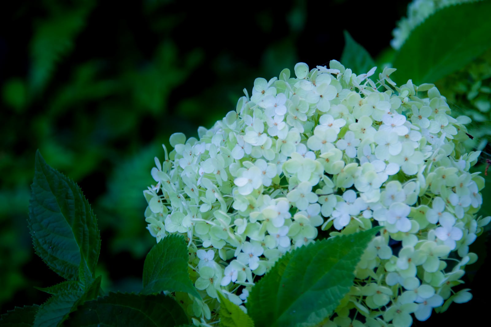 白い紫陽花の写真を無料ダウンロード フリー素材 ぱくたそ