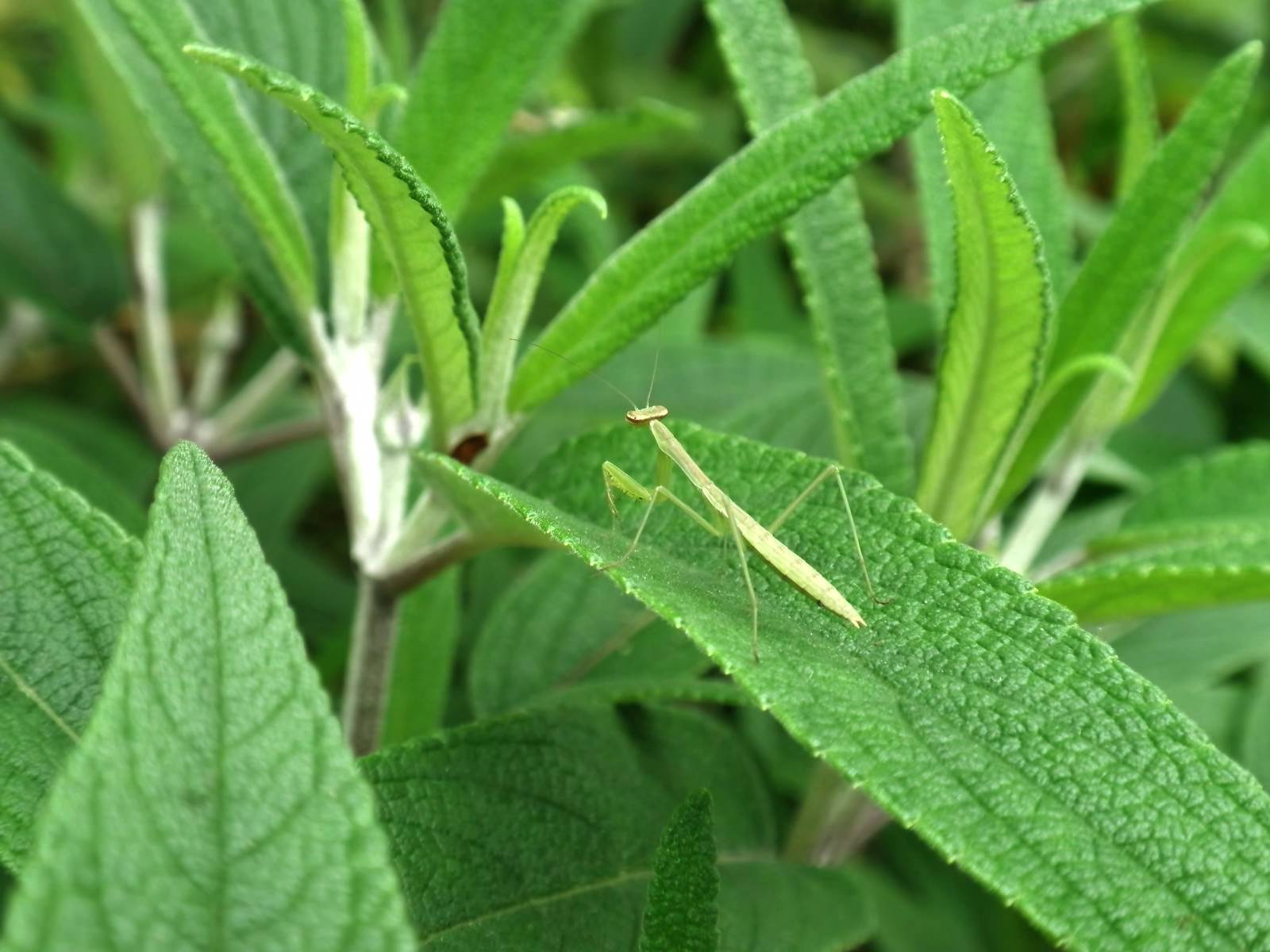 「葉の上のチビカマキリ | フリー素材のぱくたそ」の写真