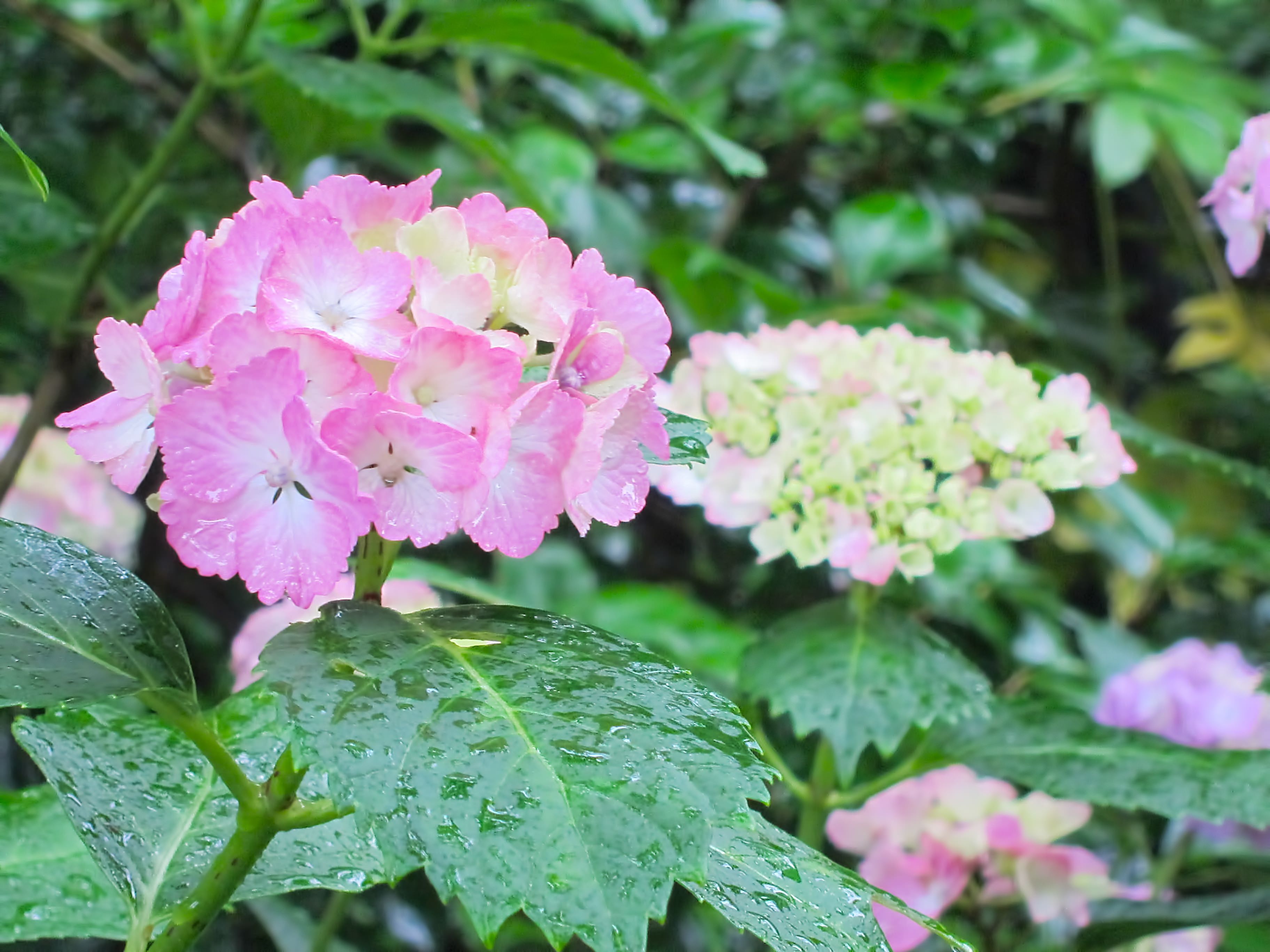 雨粒とピンク色の紫陽花の写真を無料ダウンロード フリー素材 ぱくたそ