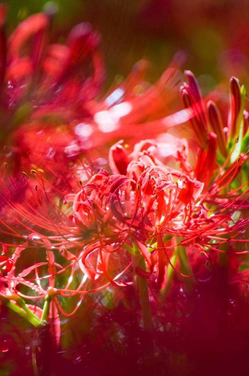「彼岸花の赤い世界 | フリー素材のぱくたそ」の写真