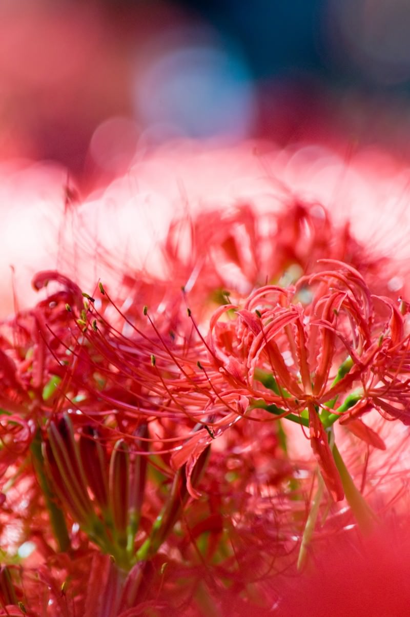 「淡い赤色に包まれる彼岸花」の写真