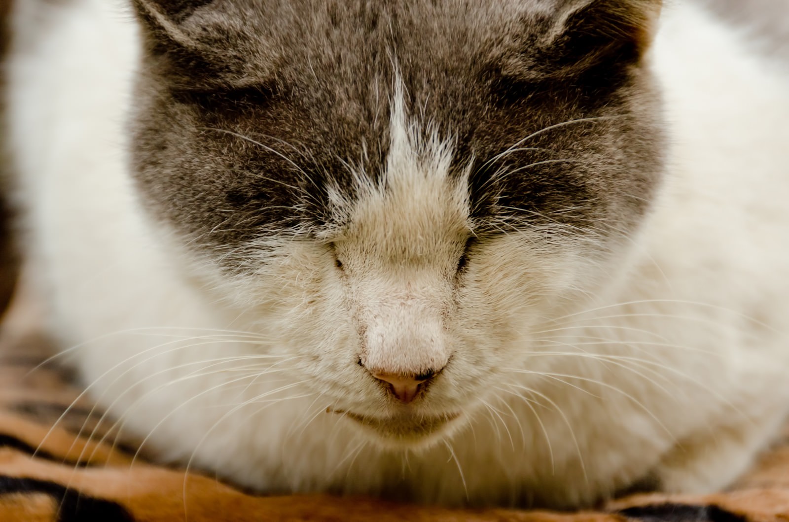 猫の寝顔の写真素材 ぱくたそ