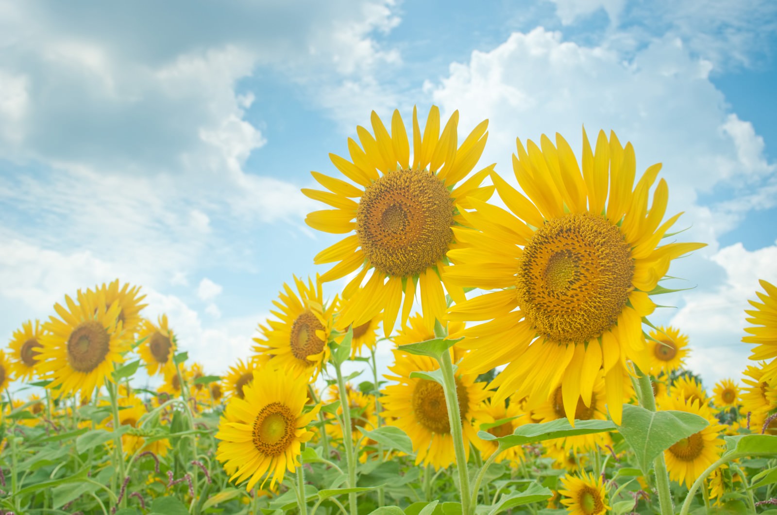 夏空と向日葵の写真 画像 フリー素材 ぱくたそ