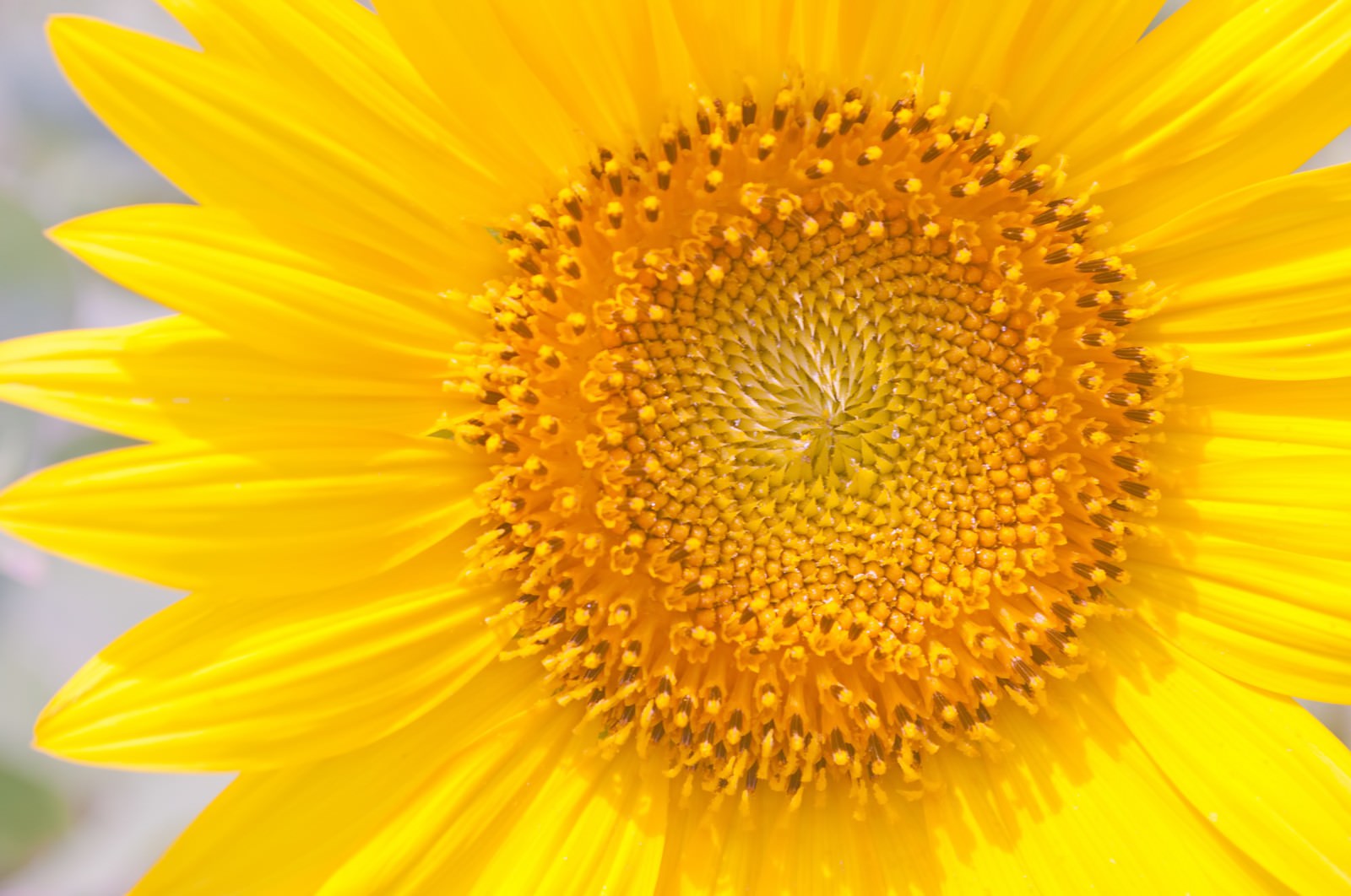 向日葵の花びらの写真素材 ぱくたそ