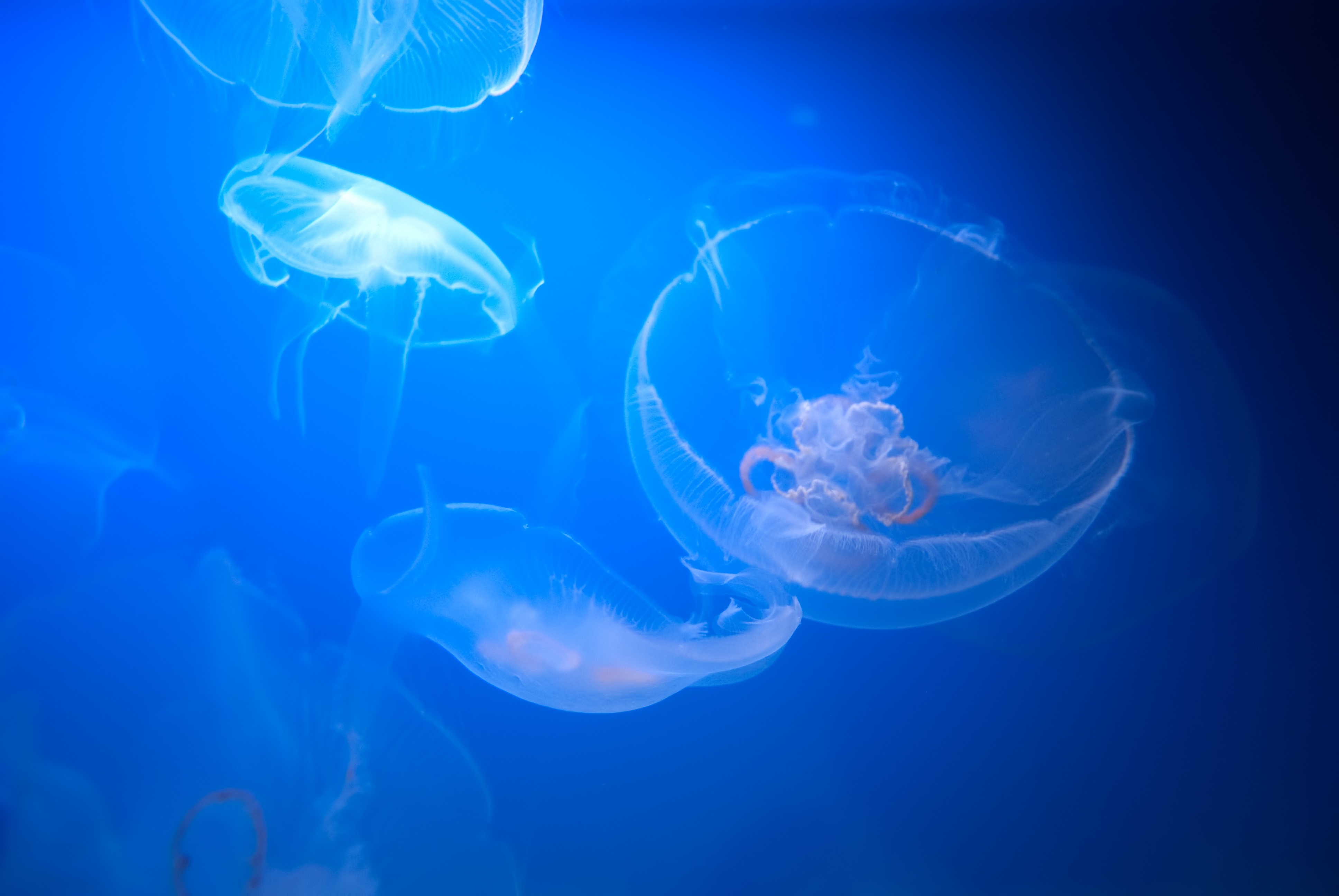 水族館のくらげの写真 画像 フリー素材 ぱくたそ