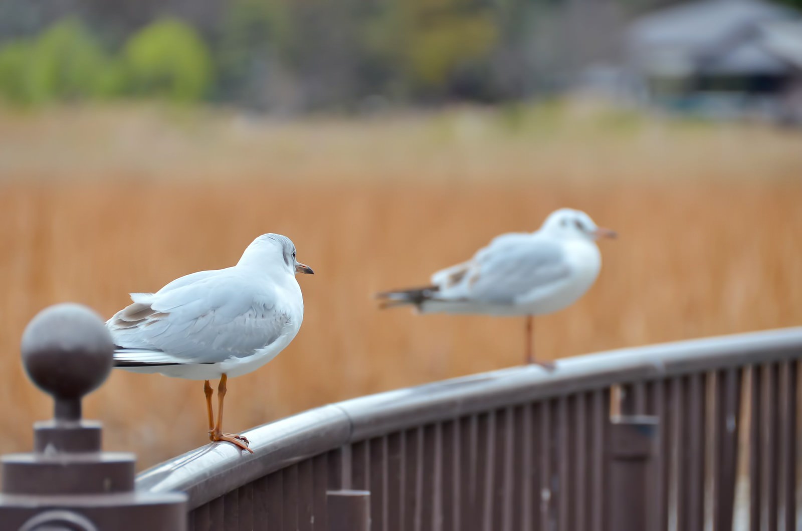 水鳥の恋の写真を無料ダウンロード フリー素材 ぱくたそ