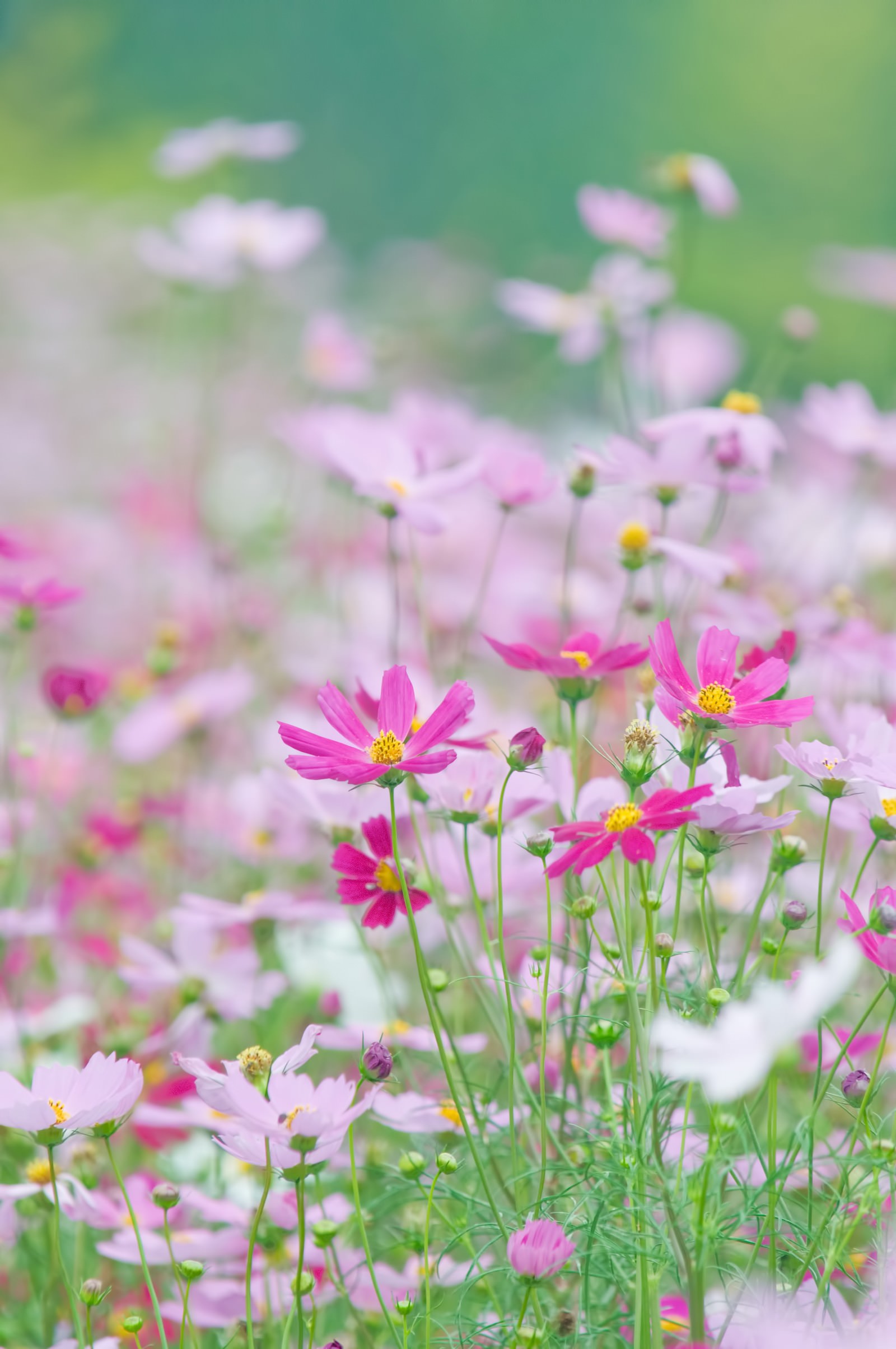 淡いコスモスの花の無料の写真素材 フリー素材 をダウンロード ぱくたそ