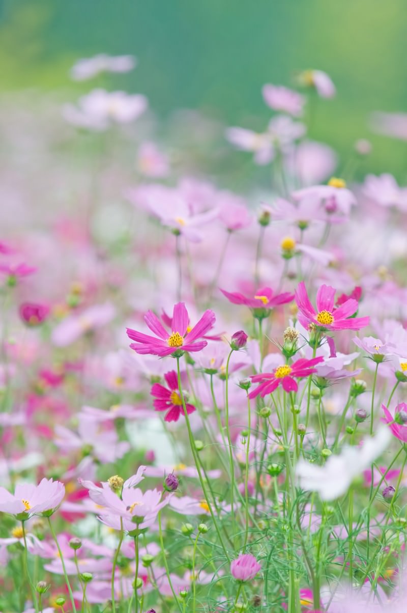 淡いコスモスの花の写真 画像 フリー素材 ぱくたそ