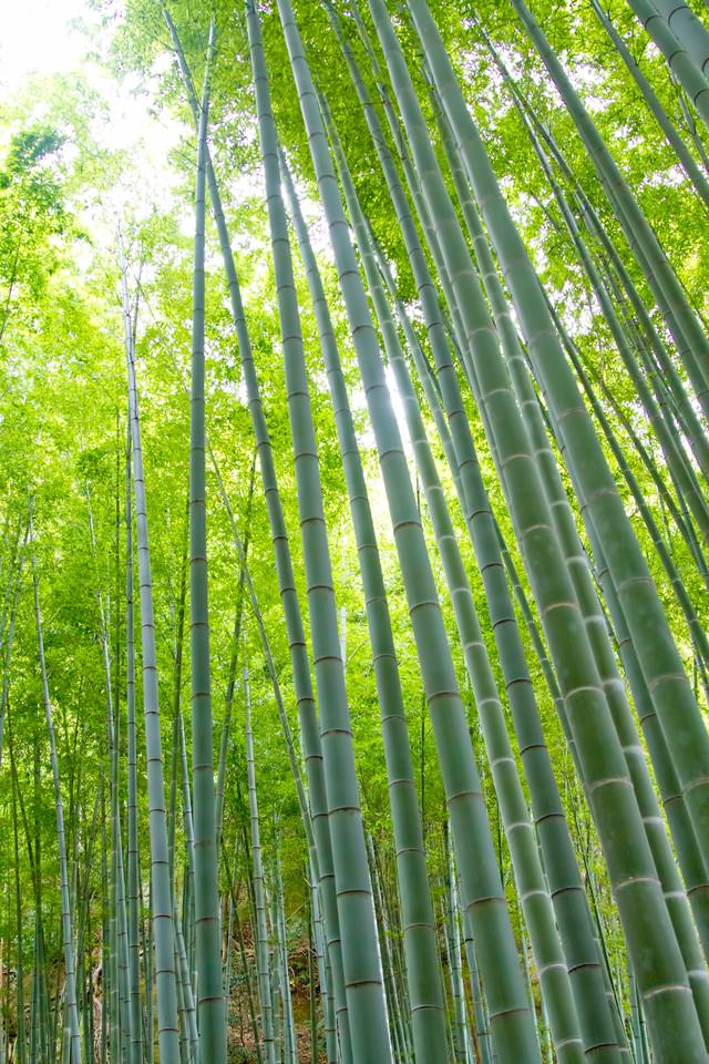 竹林と日差しの無料の写真素材 フリー素材 をダウンロード ぱくたそ