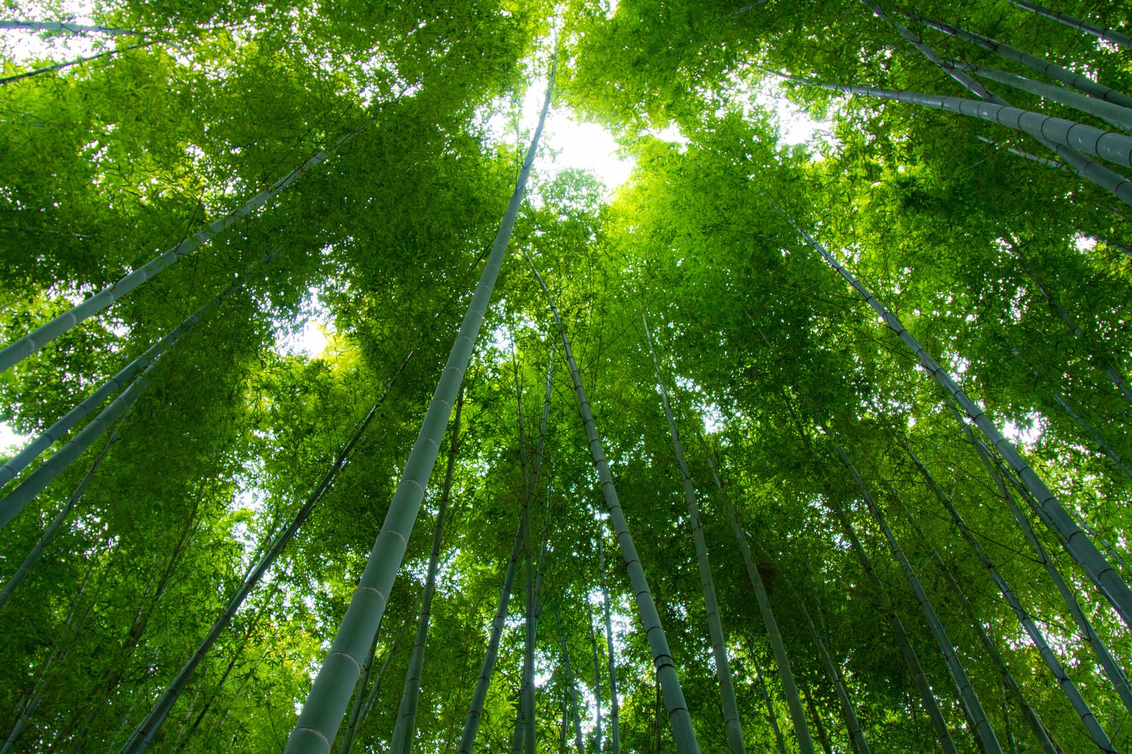 ãè¦ä¸ããç·ã®ç«¹æãã®åç