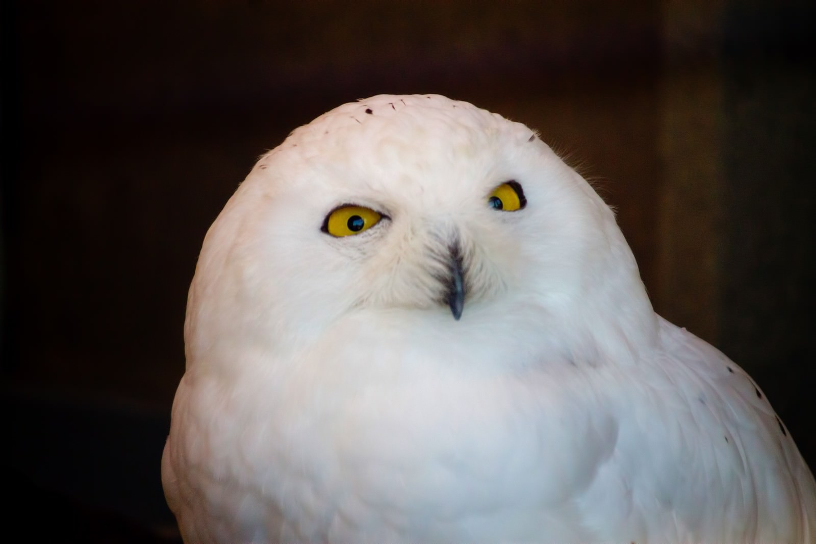 「「見てますよ！」とばかりに視線を送る梟」の写真