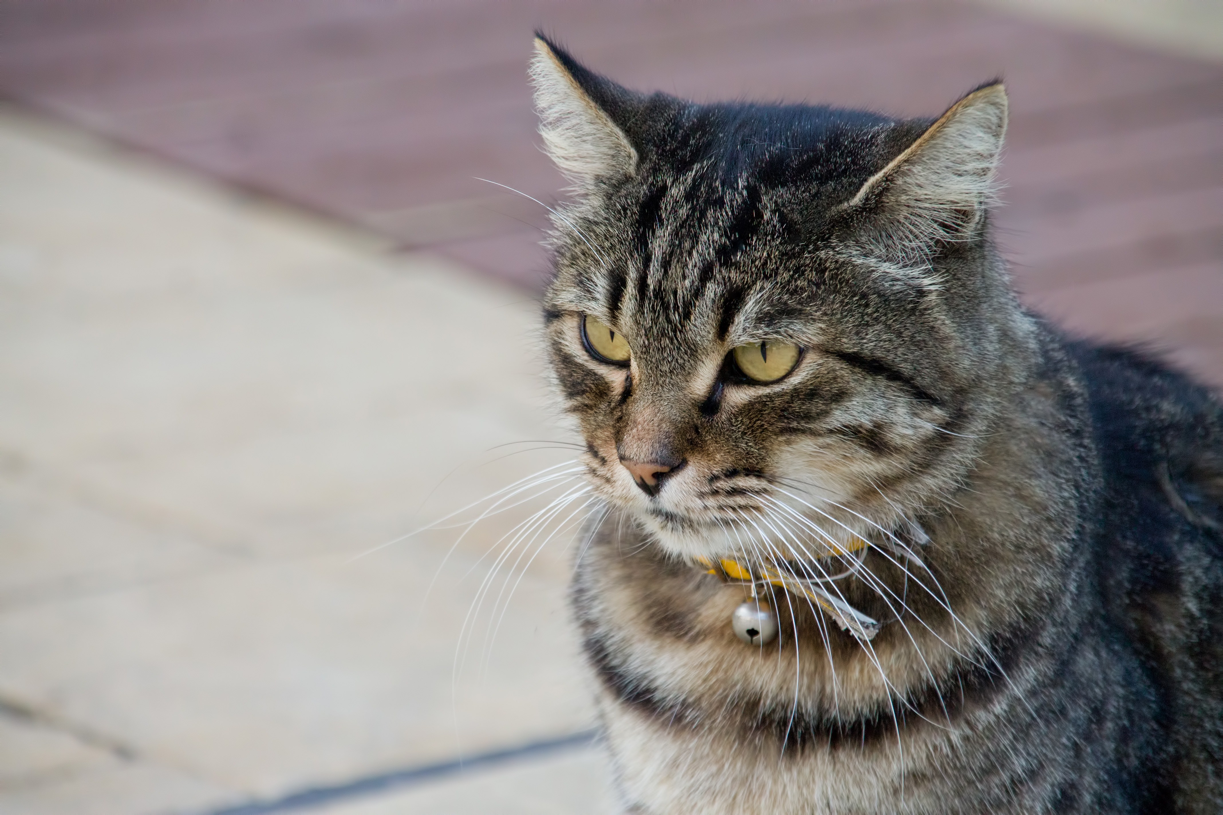 凛々しい顔つきの猫の写真素材 ぱくたそ