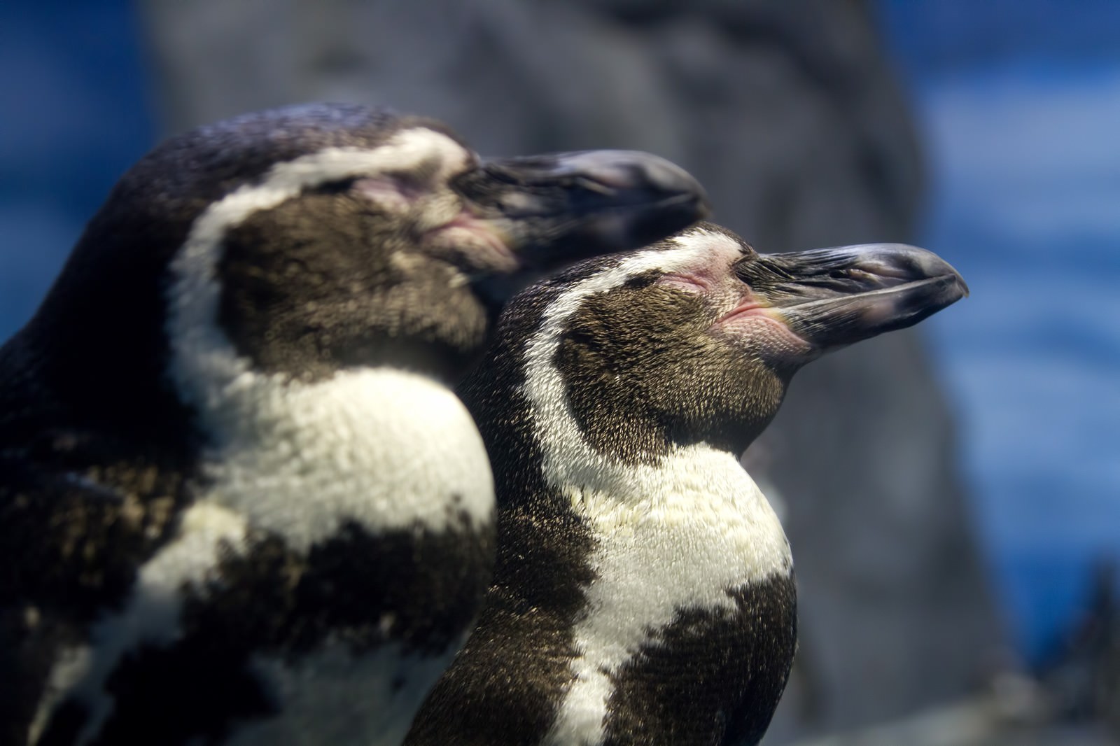 立ったまま寝ている二匹のペンギンの写真を無料ダウンロード フリー素材 ぱくたそ 立ったまま寝ている二匹のペンギンの写真を無料ダウンロード フリー素材 ぱくたそ