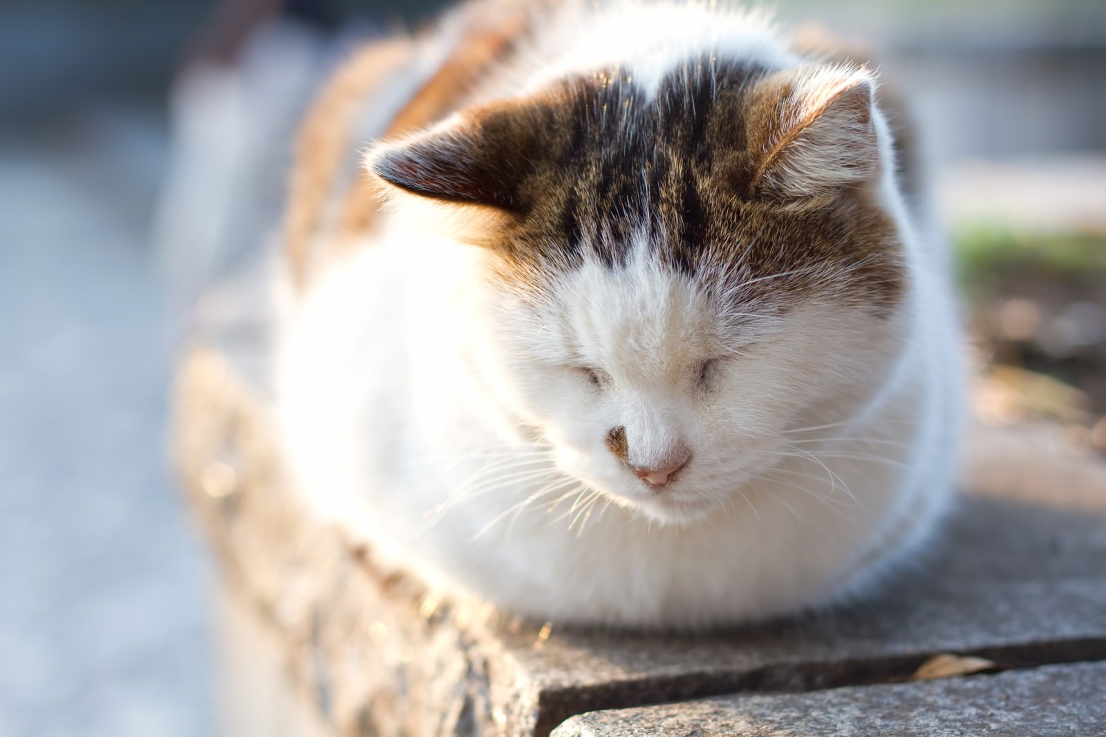 猫 末期 目 を 閉じ ない