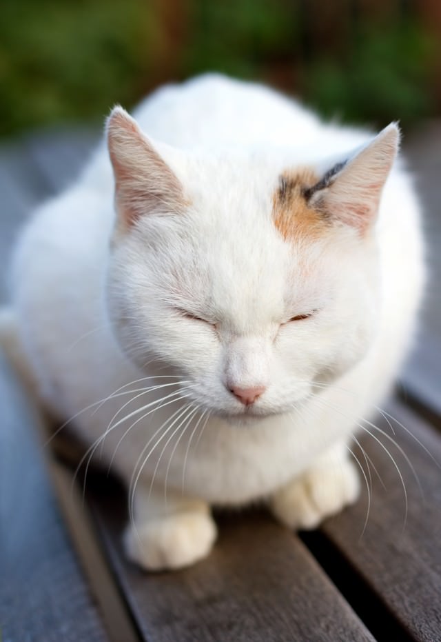 ベンチで丸くなる白い猫ちゃんの写真 画像 を無料ダウンロード フリー素材のぱくたそ ベンチで丸くなる白い猫ちゃんの写真 画像 を無料ダウンロード フリー素材のぱくたそ