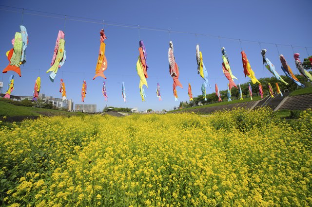 菜の花と鯉のぼり