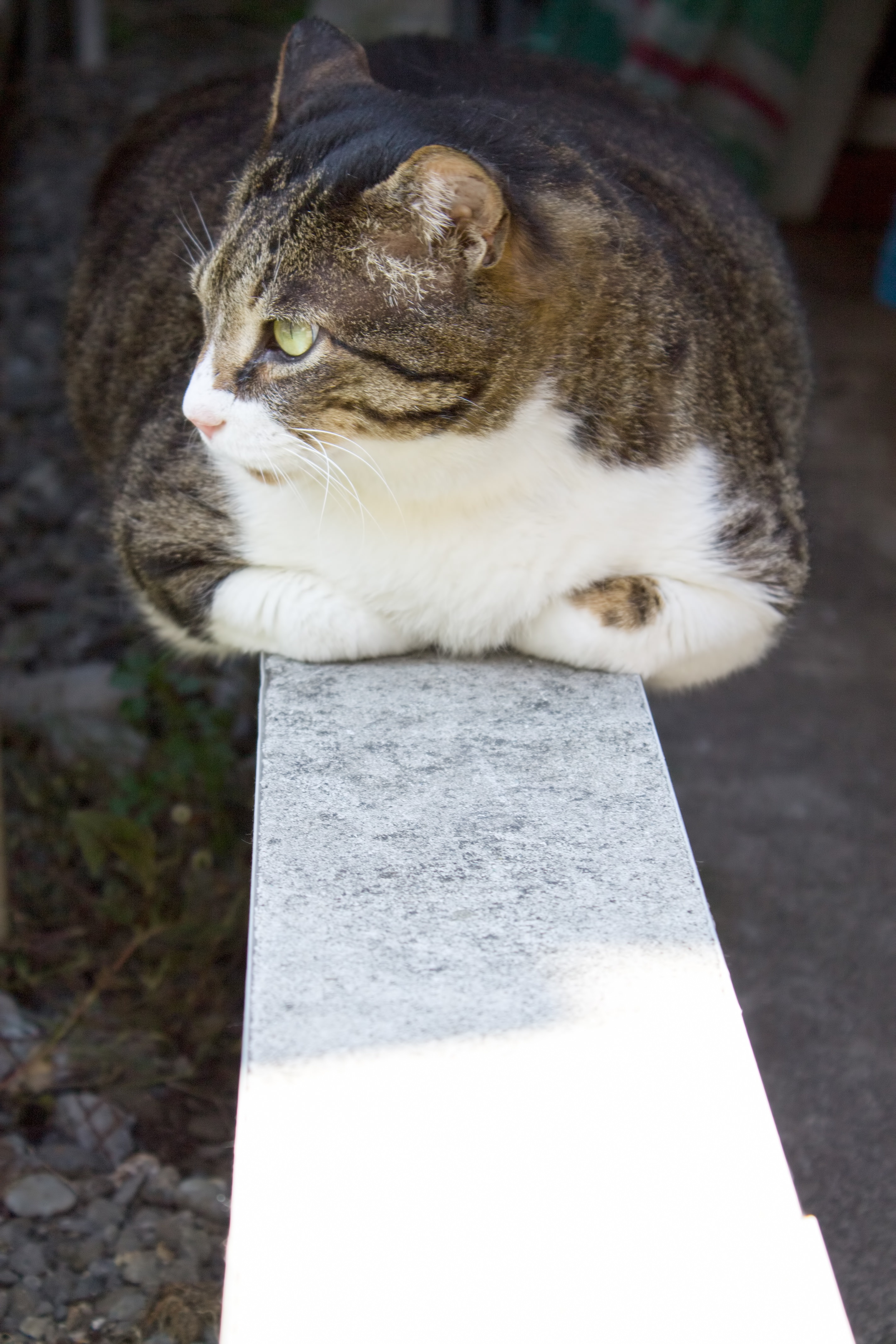 香箱座りのぽっちゃり猫の写真素材 ぱくたそ