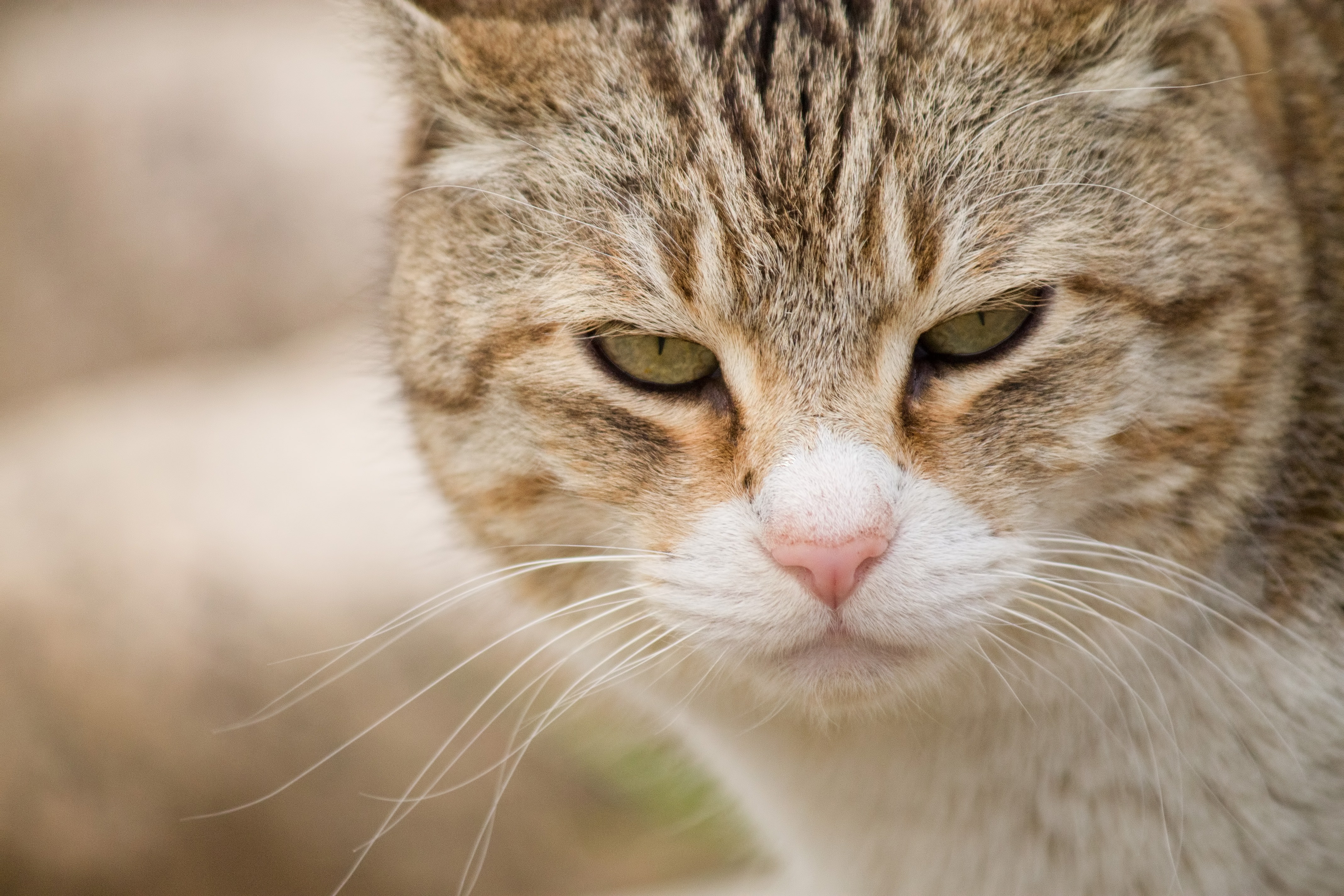 こちらを睨みつける猫の写真素材 ぱくたそ こちらを睨みつける猫の写真素材 ぱくたそ