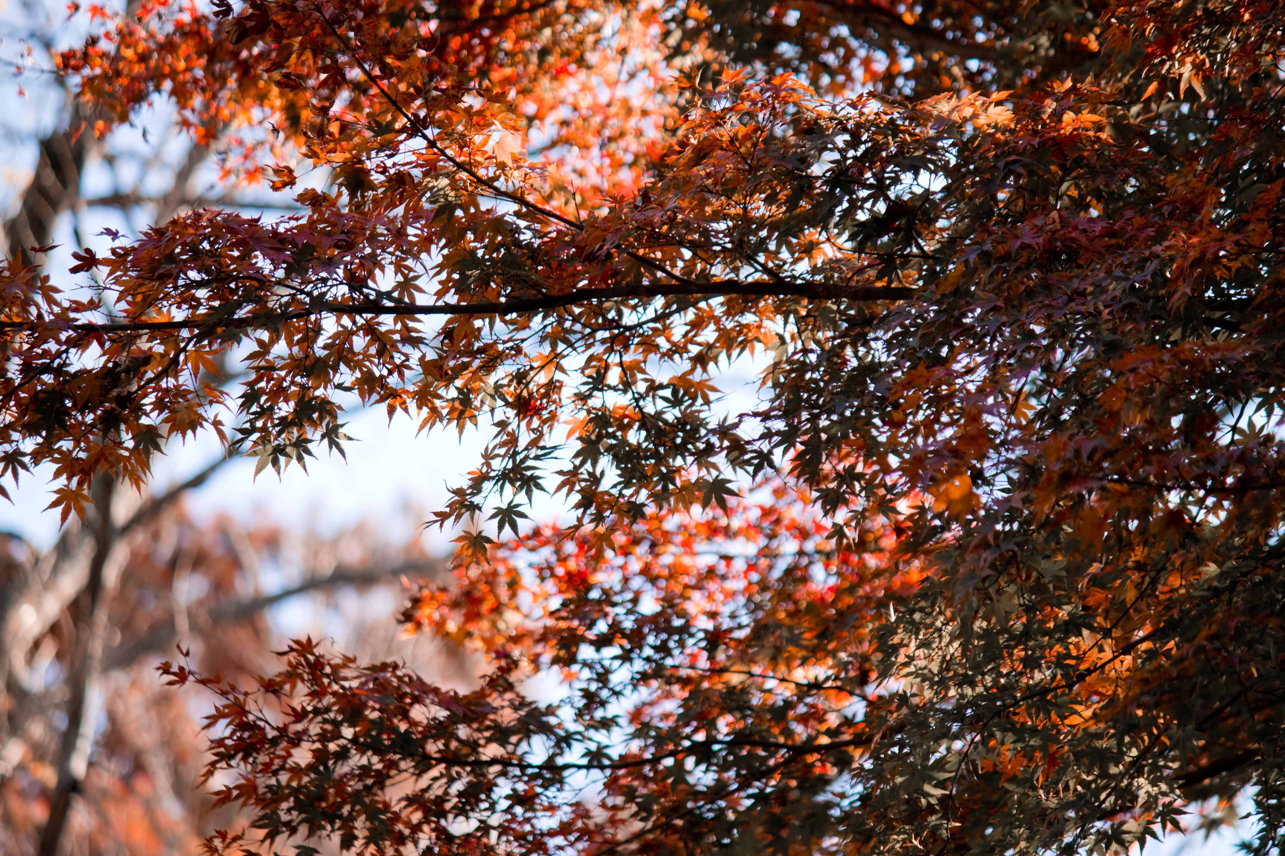 影になる赤いもみじの写真素材 ぱくたそ