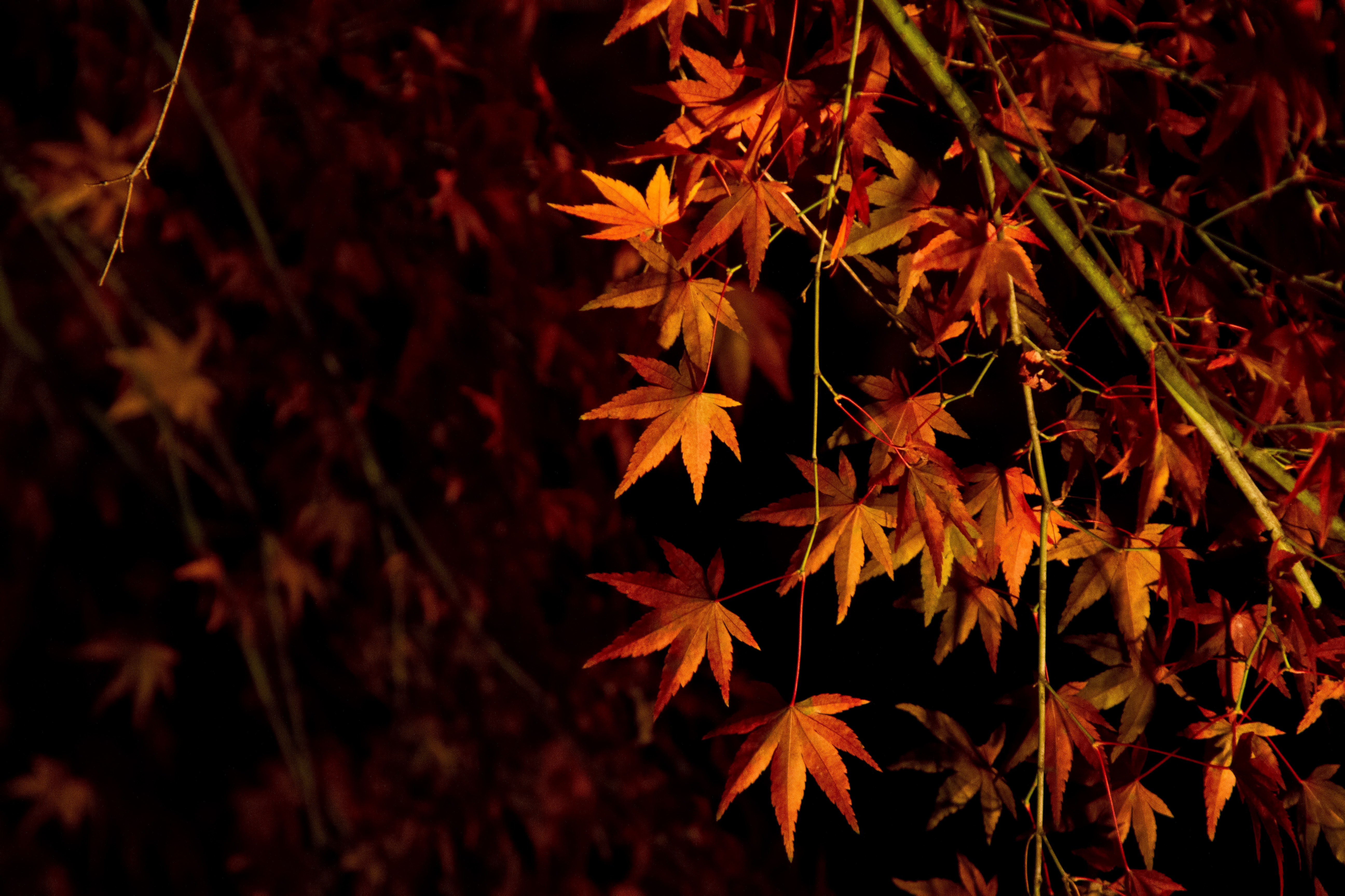 ライトアップされた紅葉の写真素材 ぱくたそ