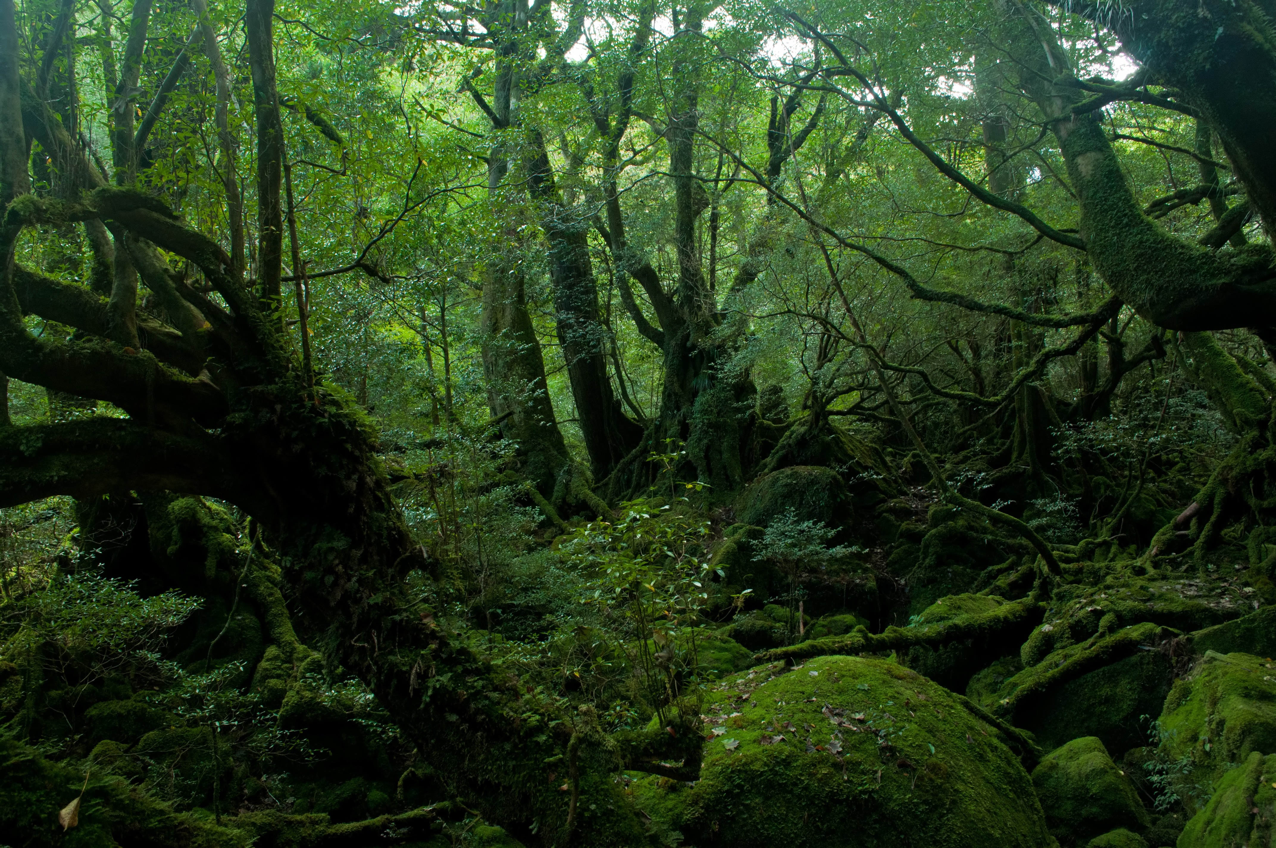 屋久島の深い森の写真素材 ぱくたそ