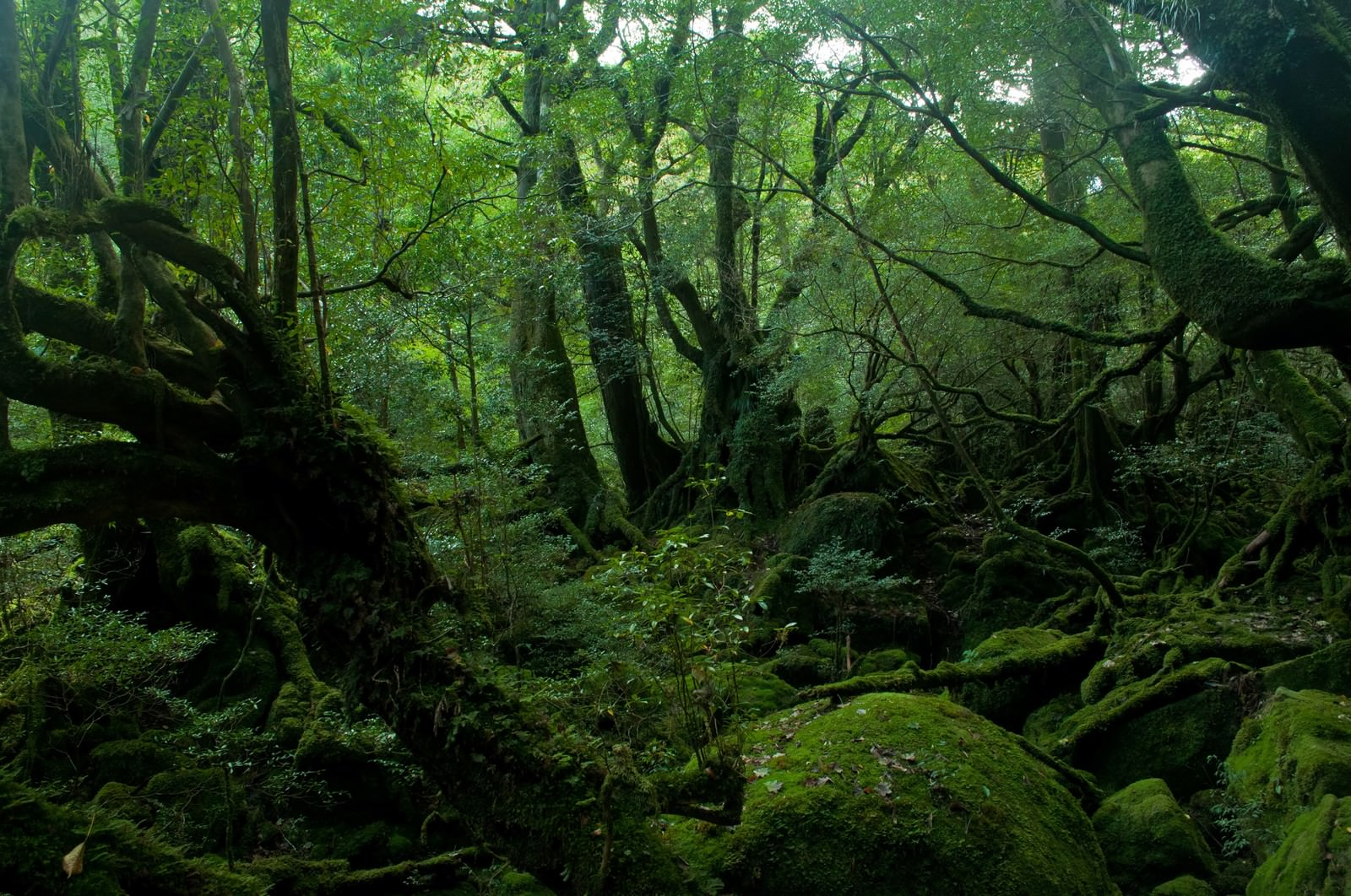 屋久島の深い森の写真 画像 を無料ダウンロード フリー素材のぱくたそ