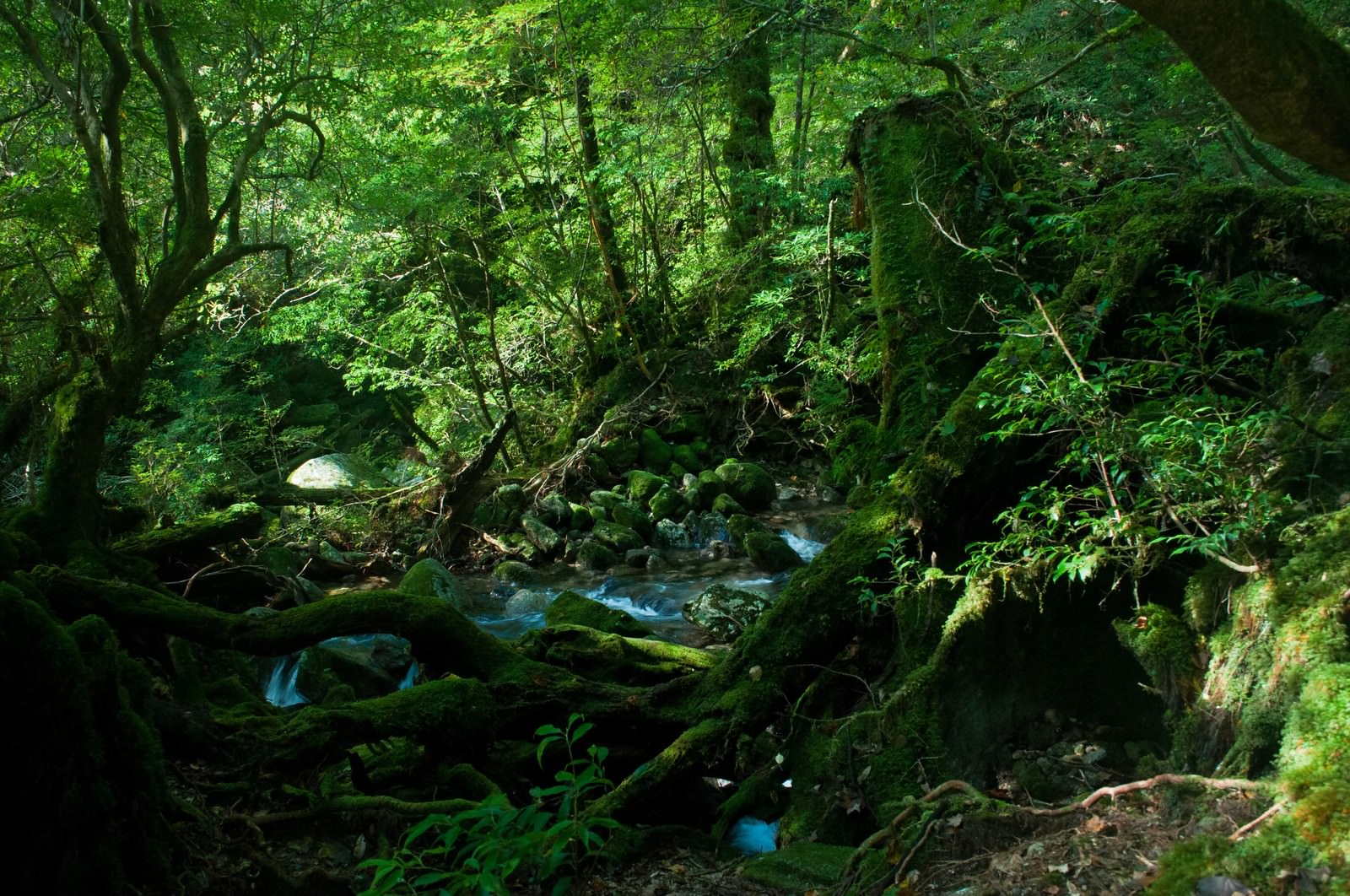 屋久島の森と小川の写真を無料ダウンロード フリー素材 ぱくたそ