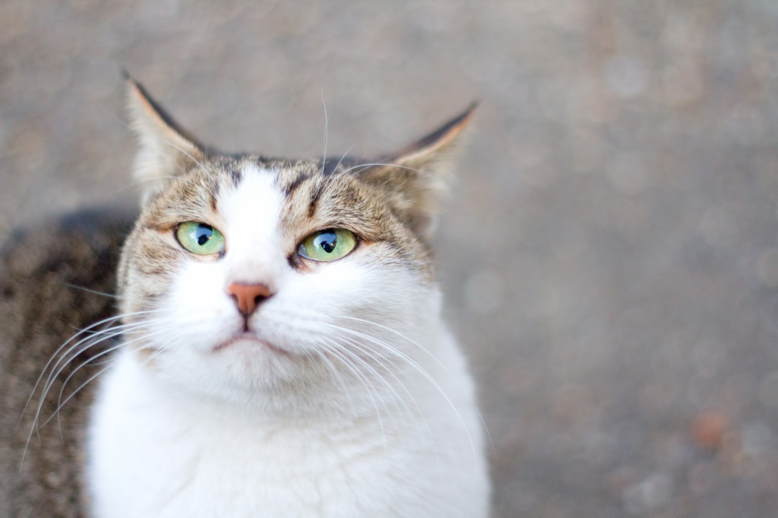 口がヘの字の猫ちゃんの写真素材 ぱくたそ