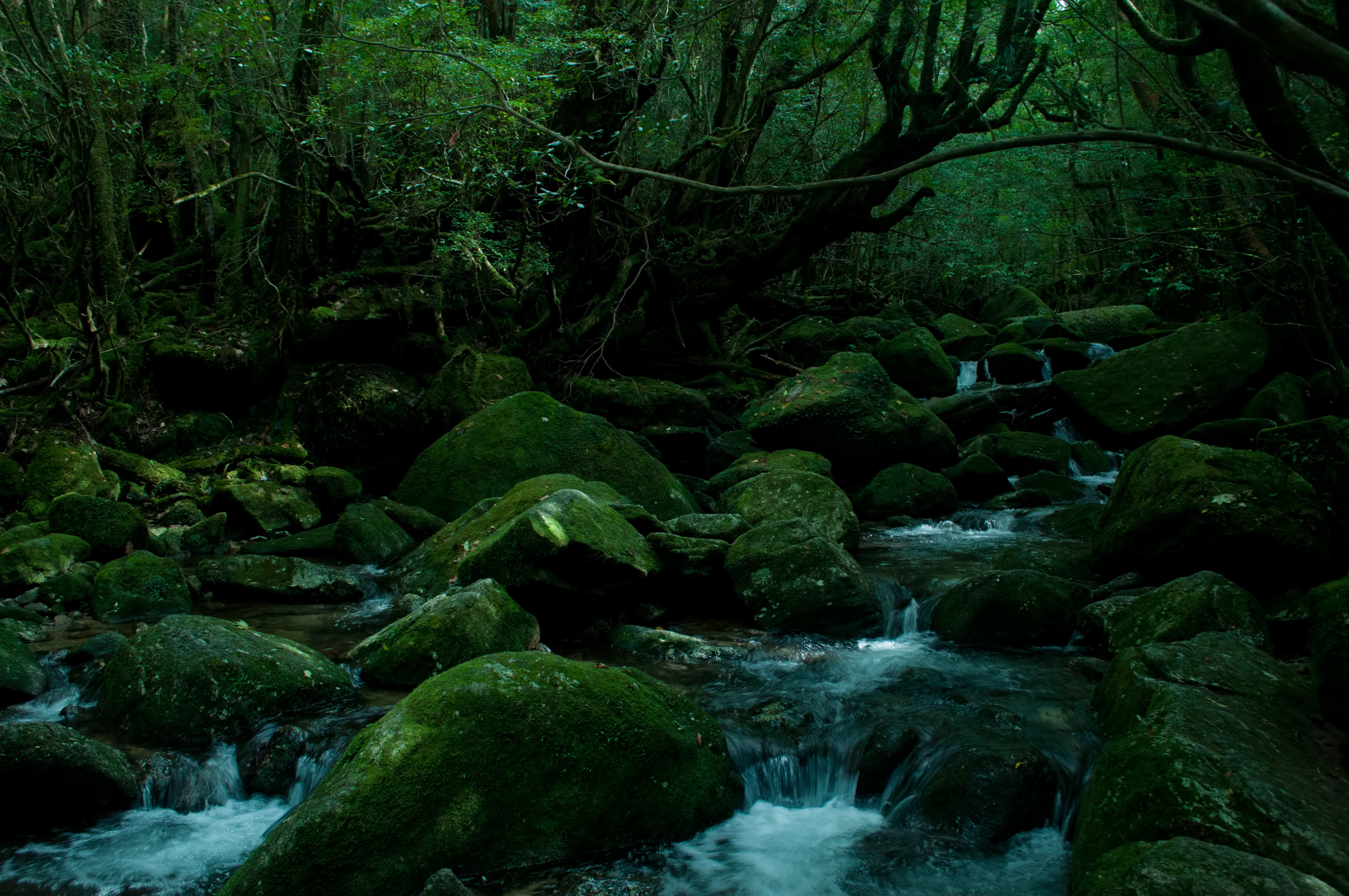 屋久島の深い森と川の流れの写真素材 ぱくたそ