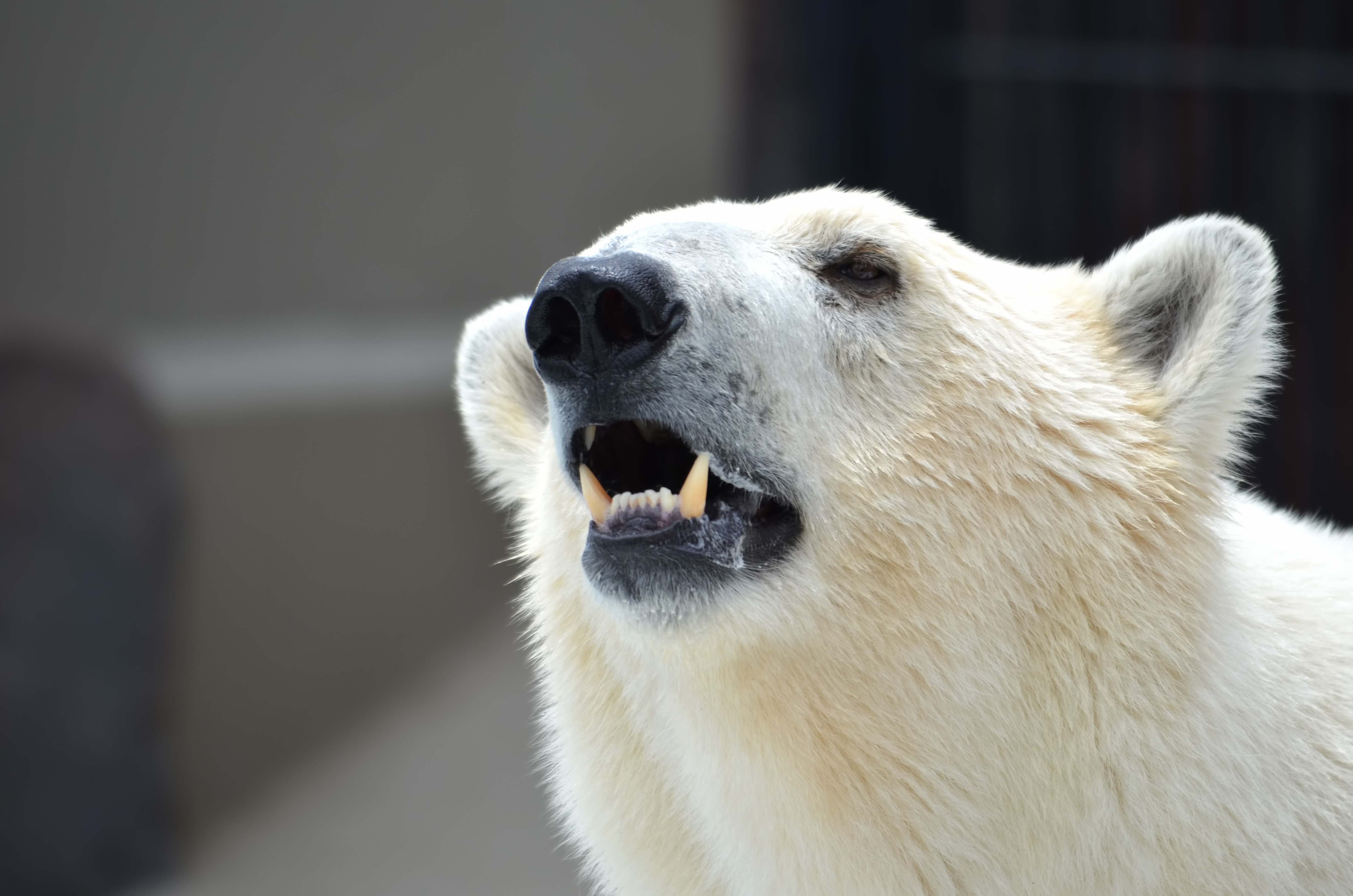牙を見せる白クマの写真を無料ダウンロード フリー素材 ぱくたそ
