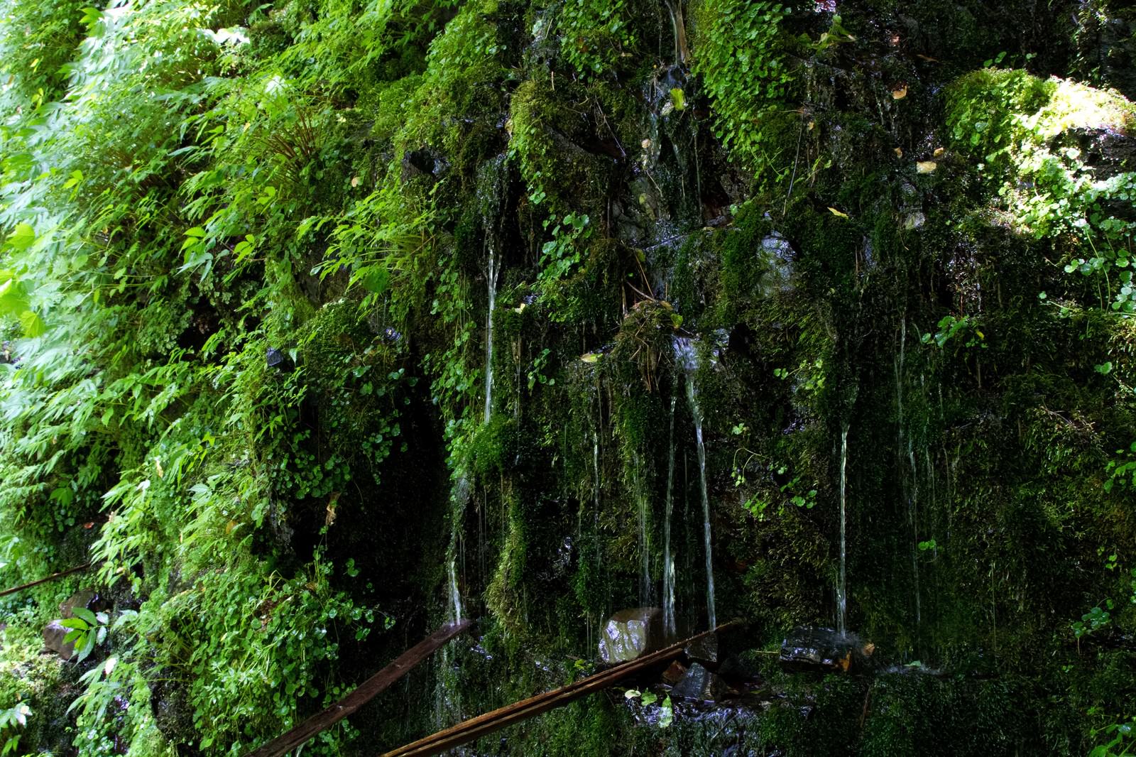 「延命水の湧水」の写真