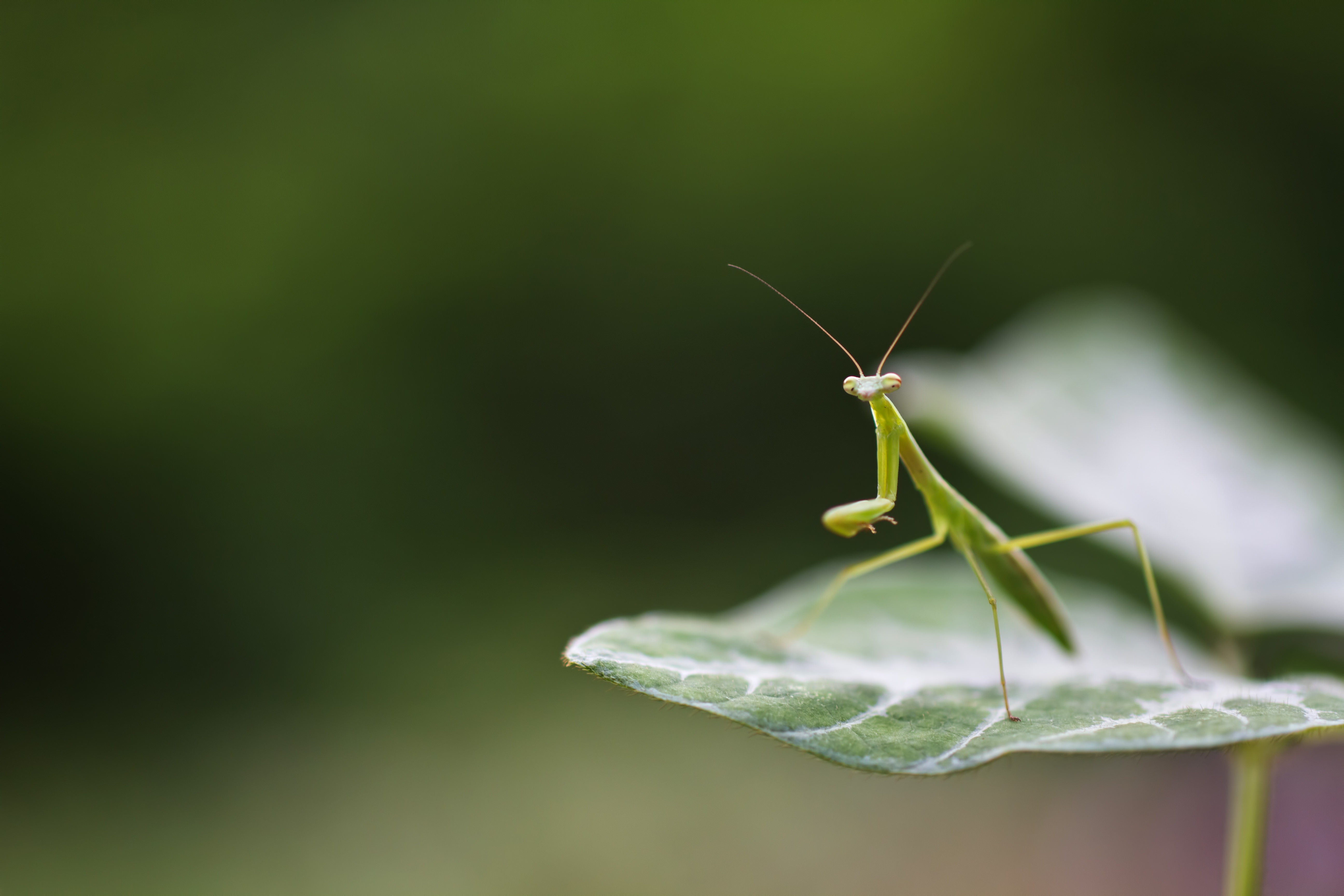 身構えるカマキリの写真 画像 フリー素材 ぱくたそ