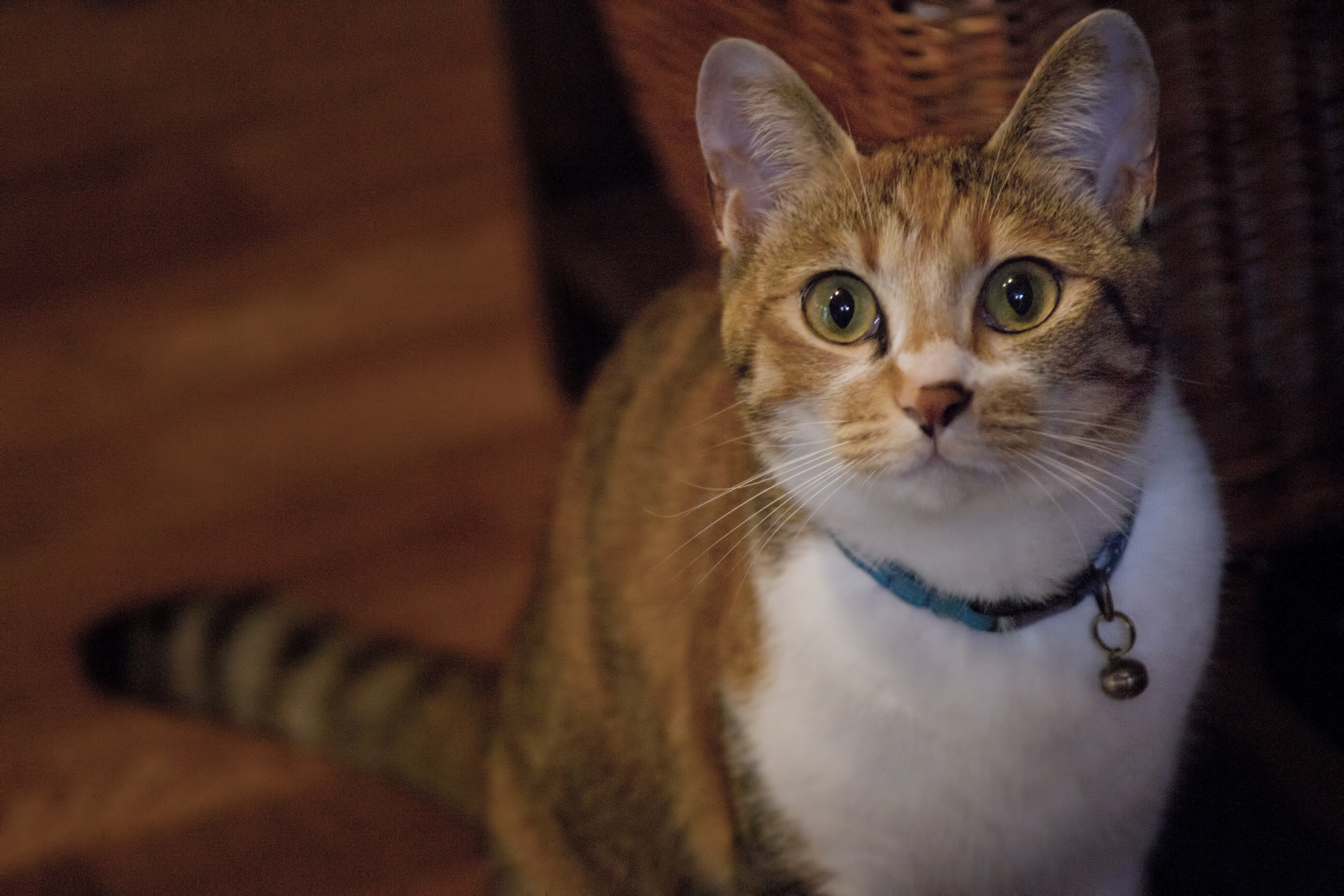 こちらを見つめる美人猫の写真素材 ぱくたそ こちらを見つめる美人猫の写真素材 ぱくたそ
