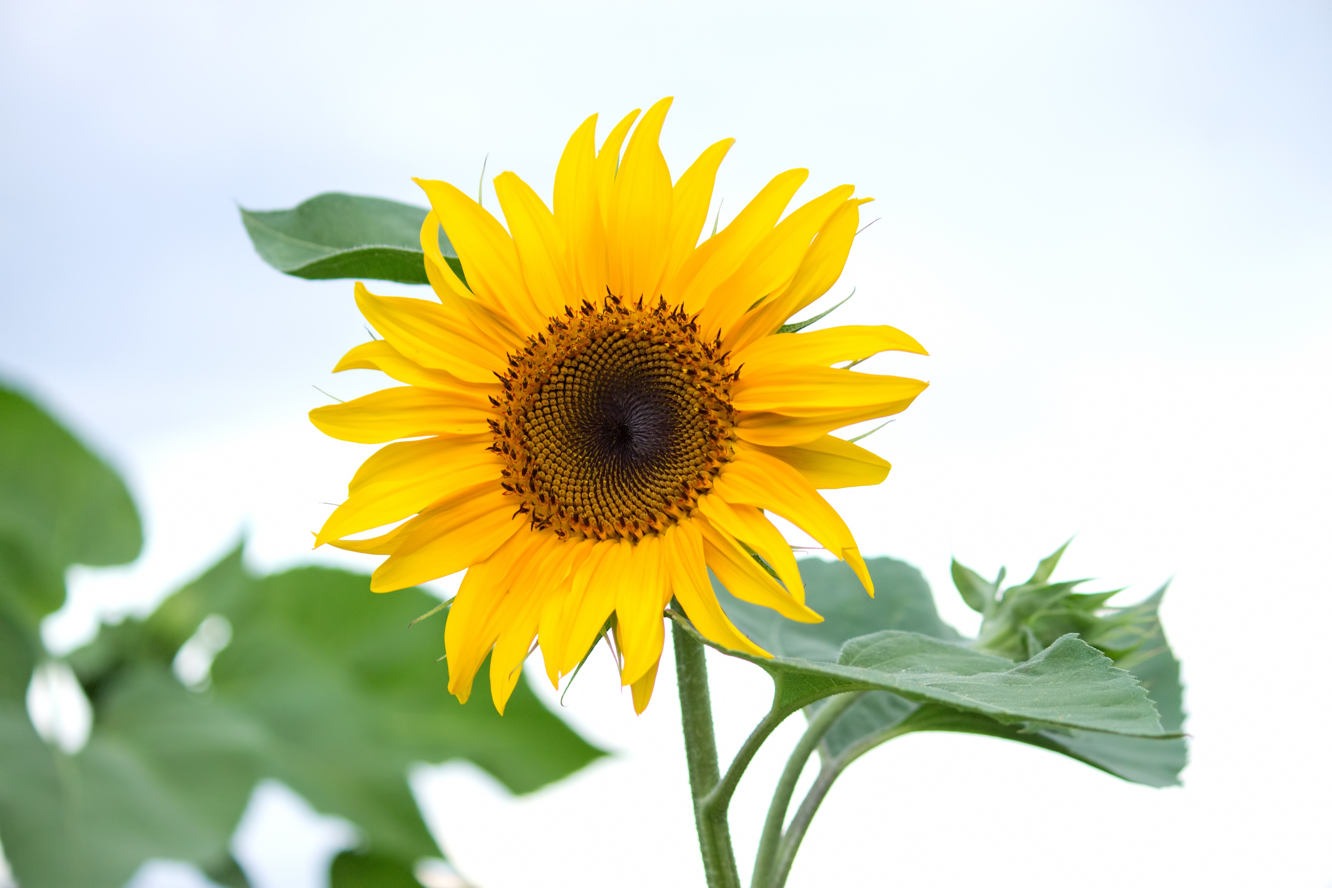 太陽の形のひまわりの写真素材 ぱくたそ