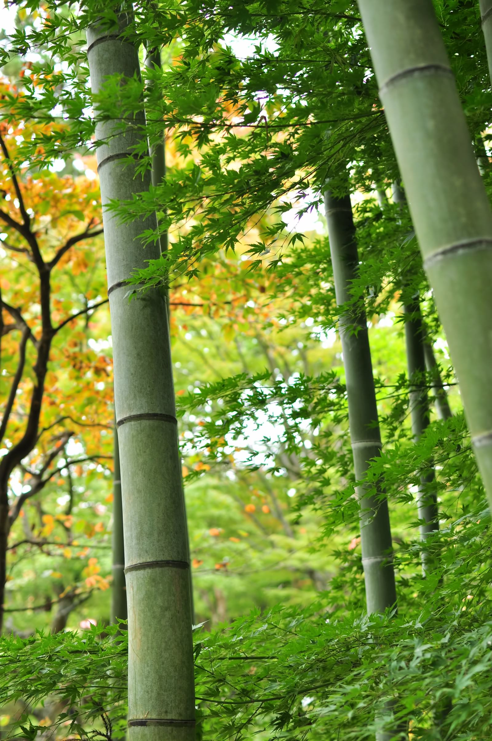 椛と竹の写真 画像 を無料ダウンロード フリー素材のぱくたそ 椛と竹の写真 画像 を無料ダウンロード フリー素材のぱくたそ