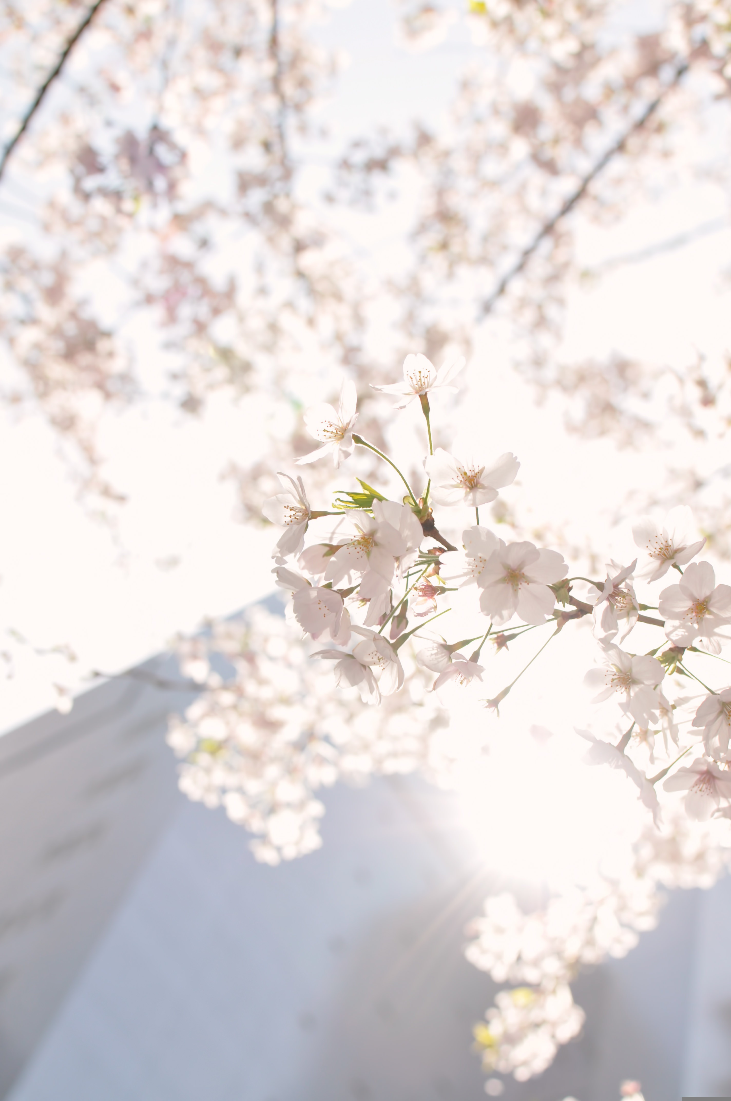 東京 日に透ける桜の花の写真素材 ぱくたそ