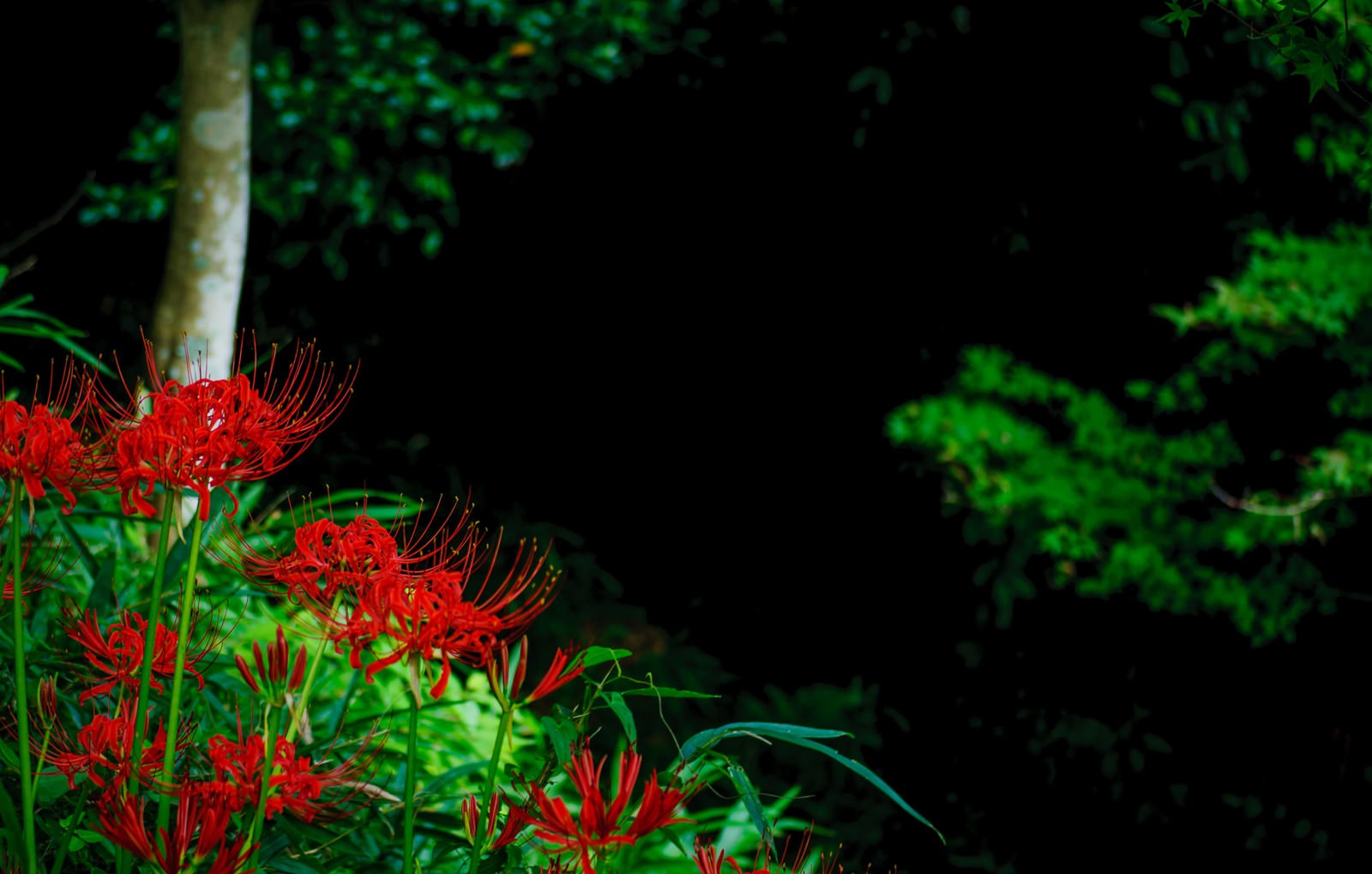 「山間に咲く曼珠沙華」の写真