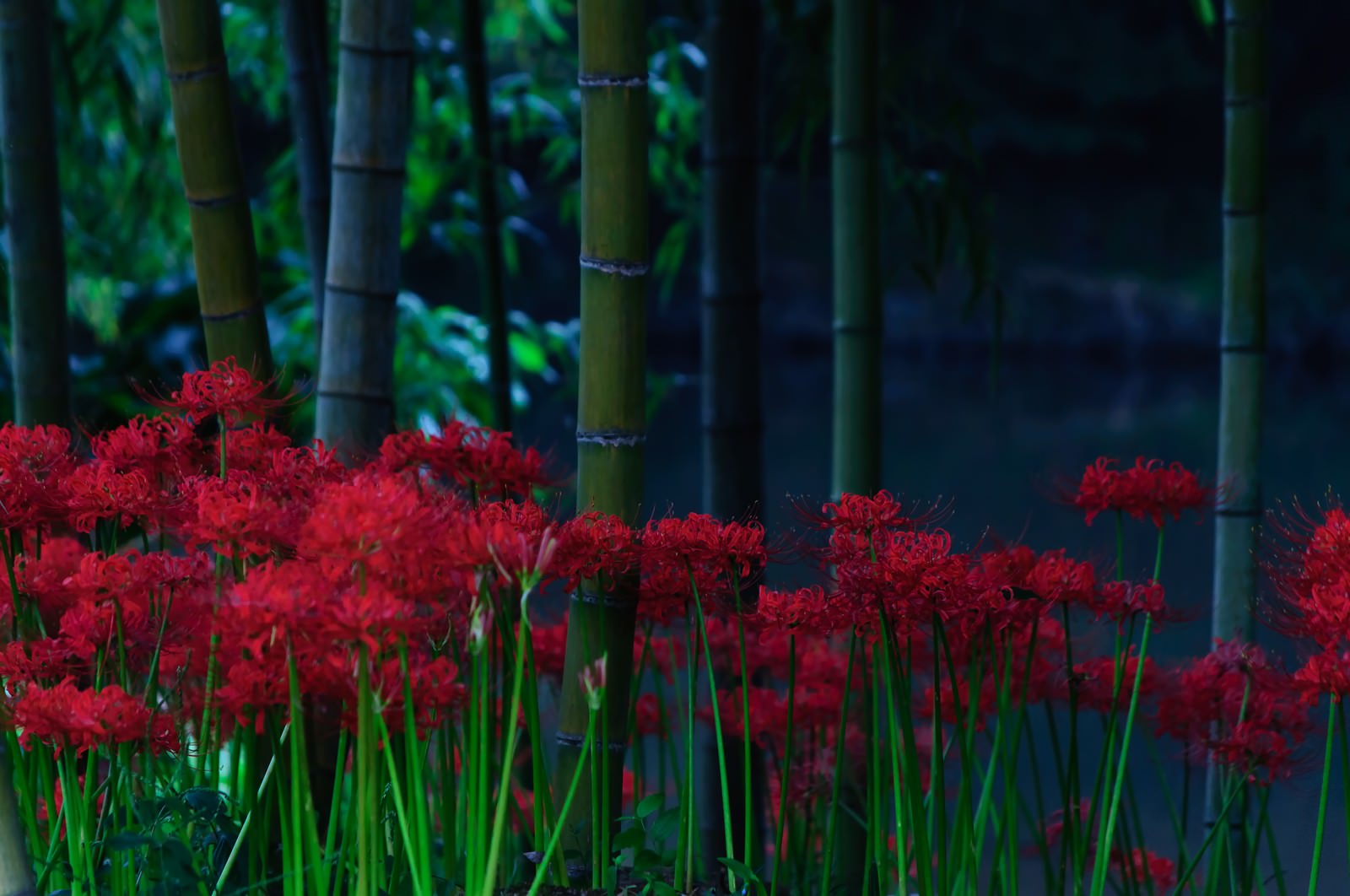 蒼い闇に咲く紅い曼珠沙華の写真 画像 を無料ダウンロード フリー素材のぱくたそ 蒼い闇に咲く紅い曼珠沙華の写真 画像 を無料ダウンロード フリー素材のぱくたそ