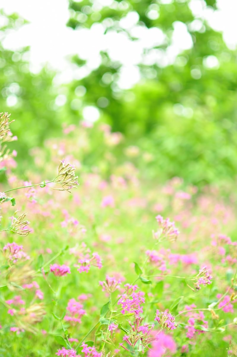 淡いピンクのお花畑の写真 フリー素材は ぱくたそ 写真を無料ダウンロード