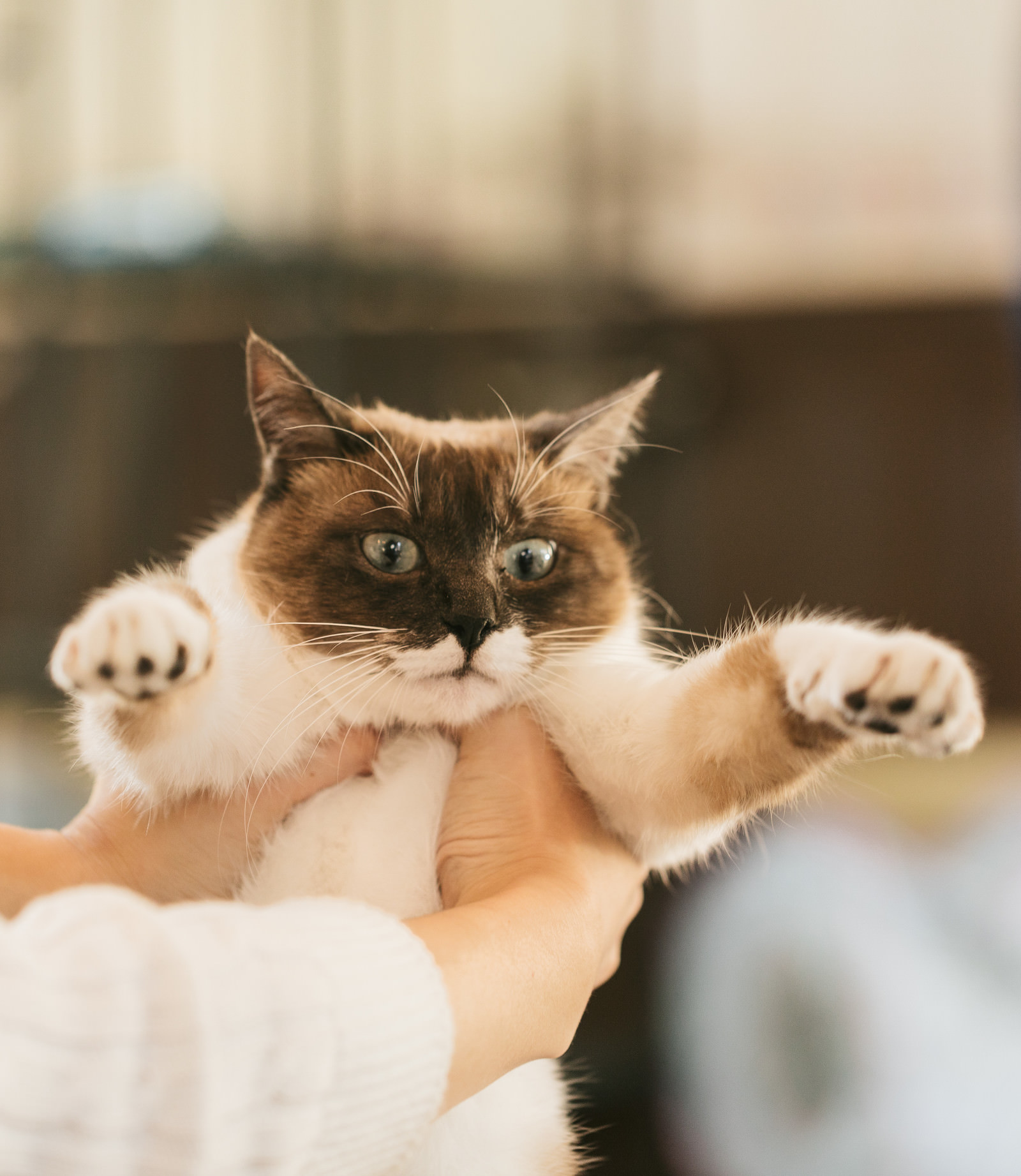 持ち上げにゃんこの写真素材 ぱくたそ