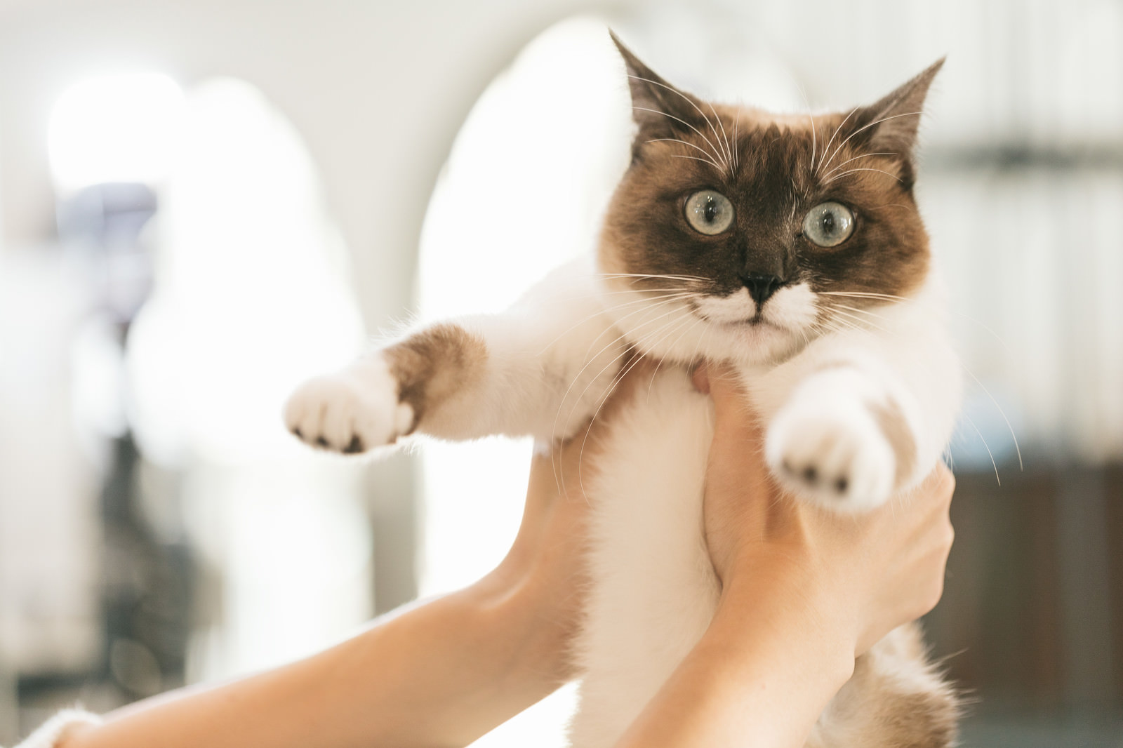 これから動物病院に行きますよー ファッ 猫 の写真素材 ぱくたそ